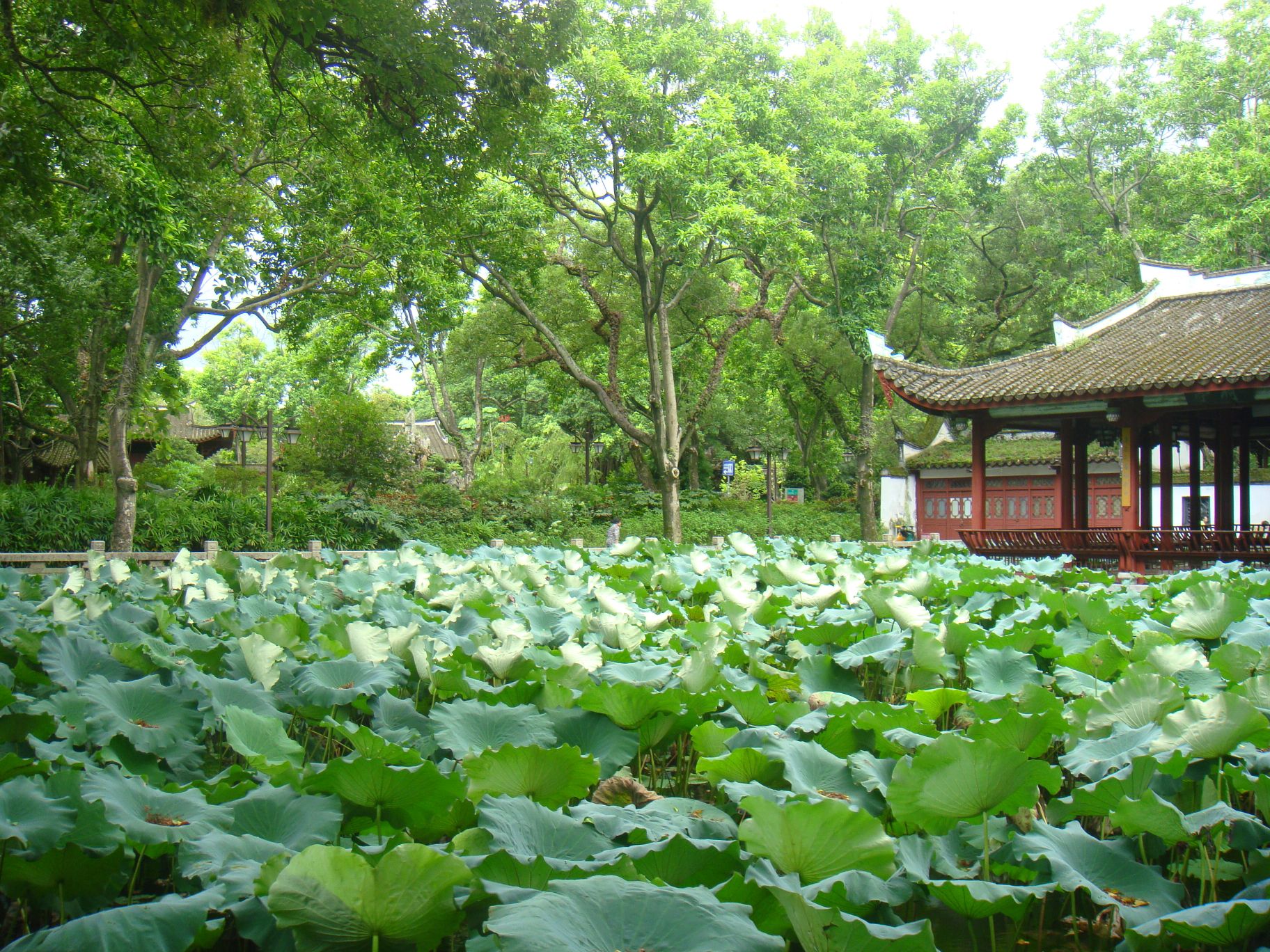 西湖公园旅行图片 2