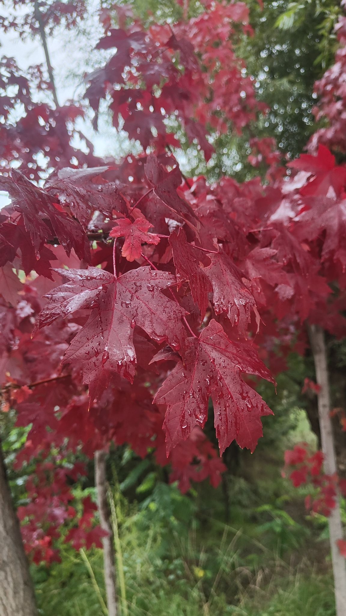 泉寿湾旅游景区旅行图片 1