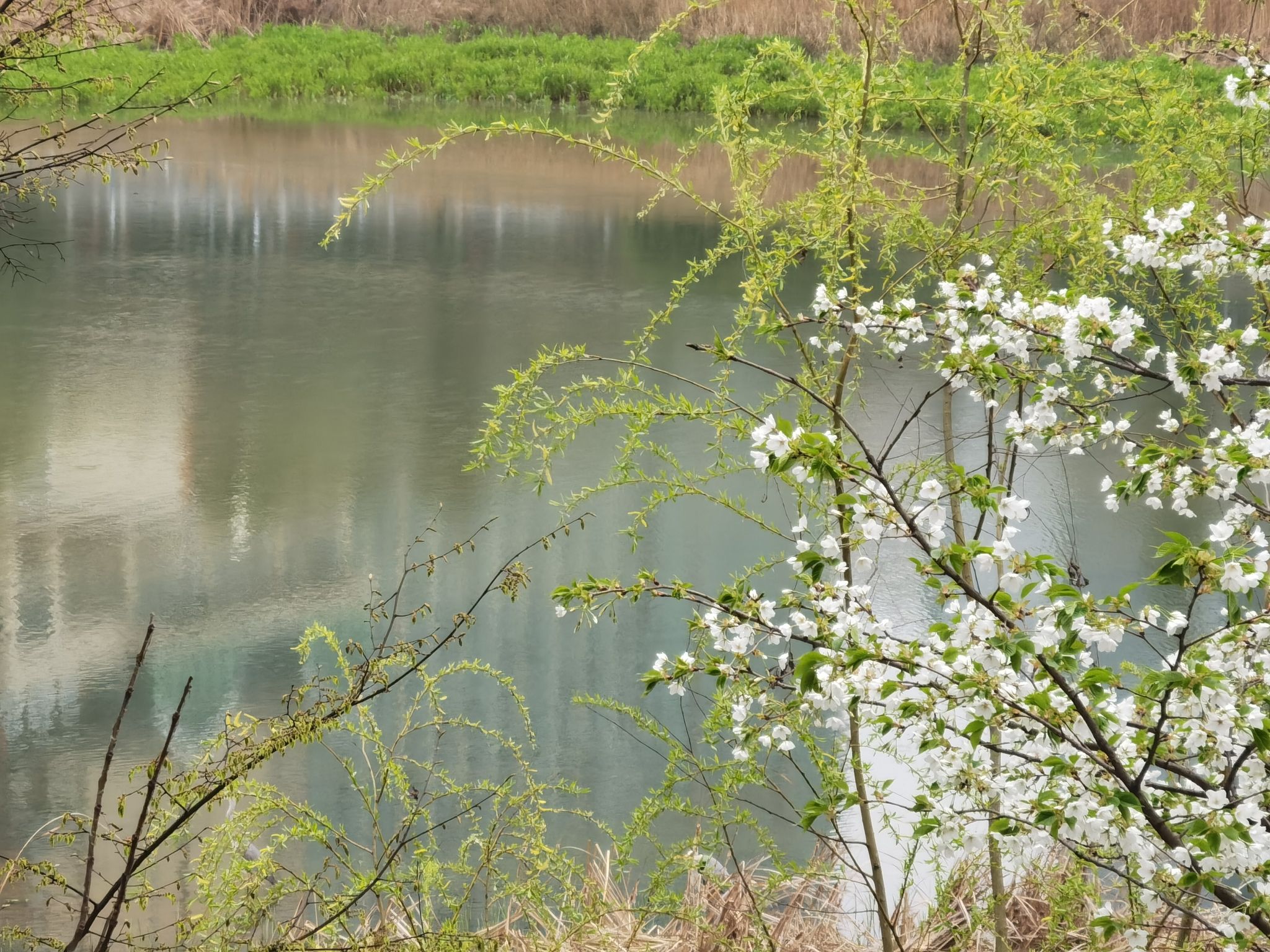 白鹭湖湿地公园旅行图片 1