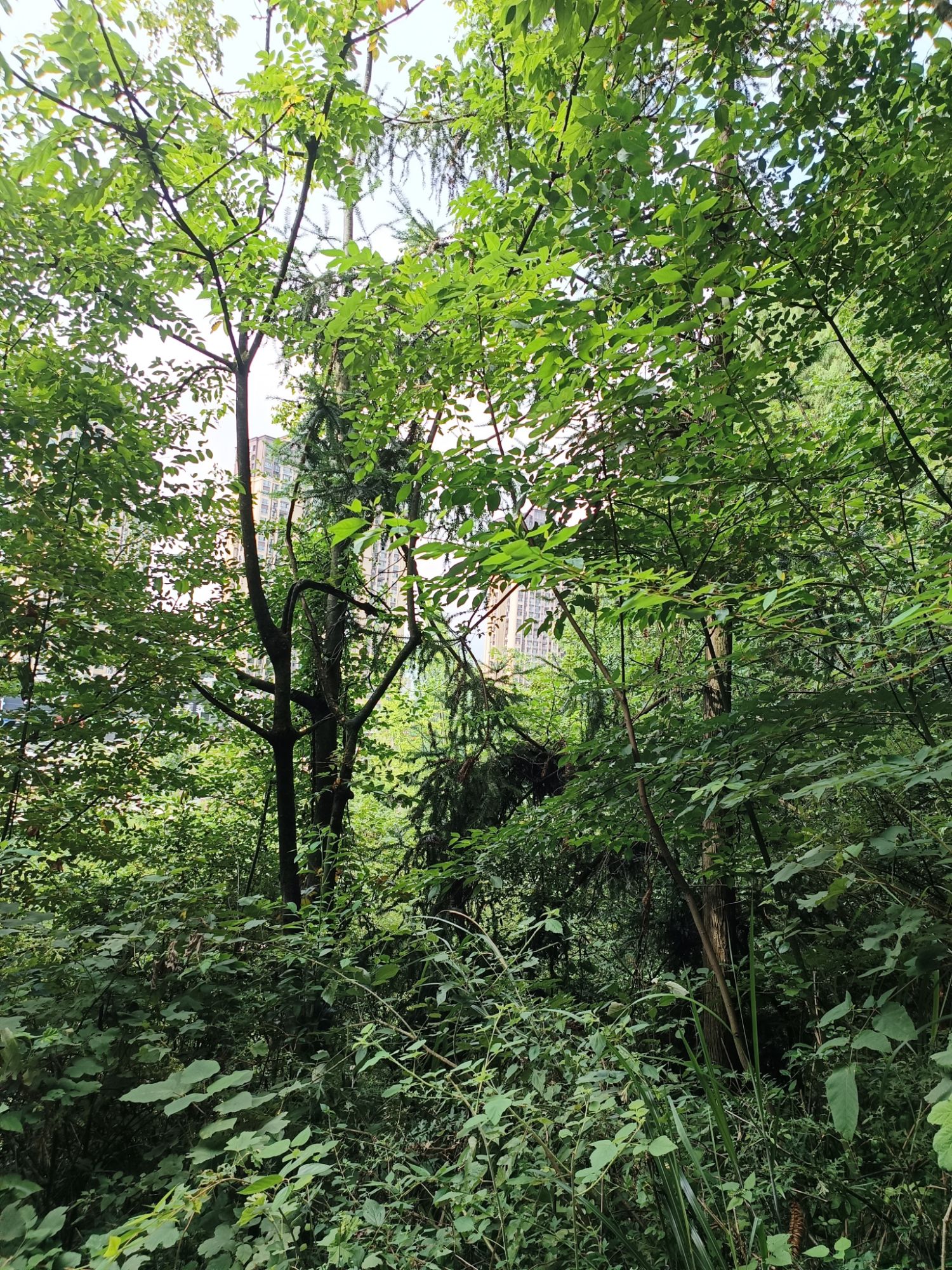 文昌公园旅行图片 3