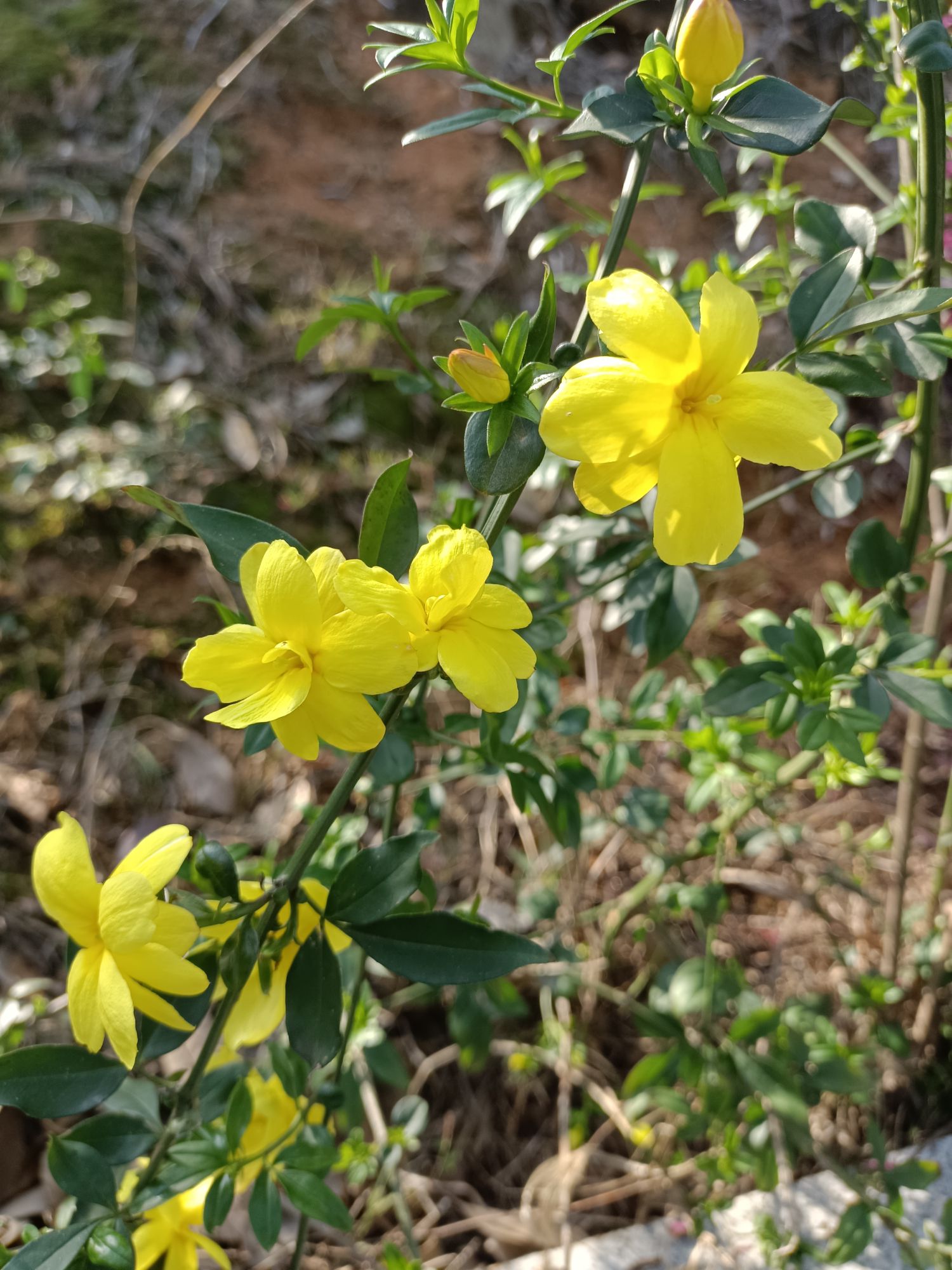 珍珠山公园旅行图片 3