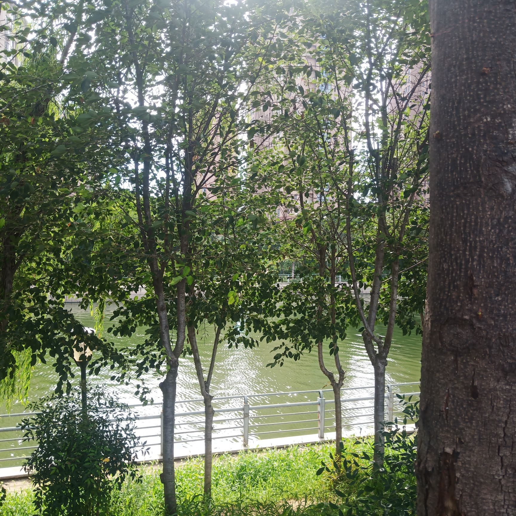 包河公园旅行图片 1