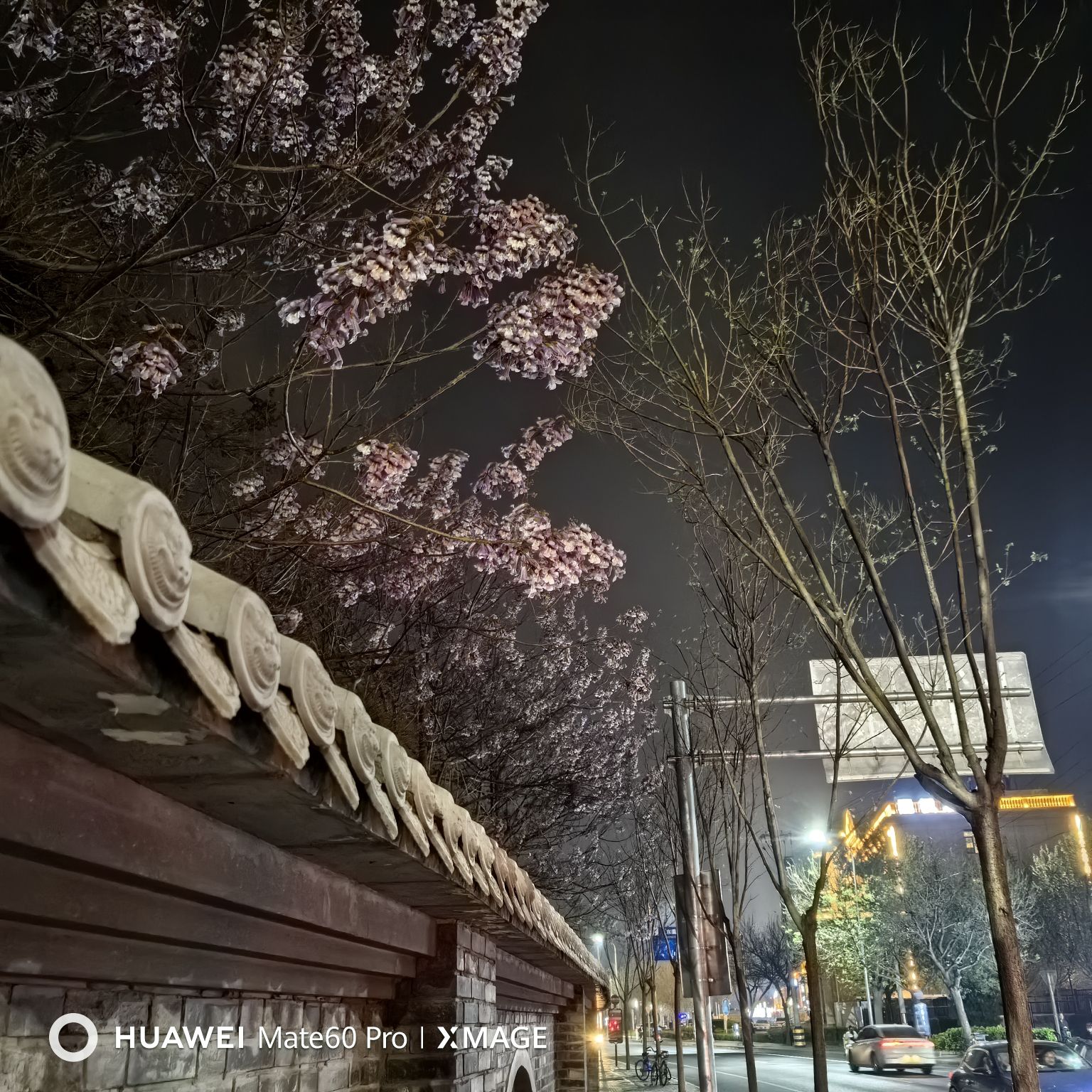 梧桐公园旅行图片 3