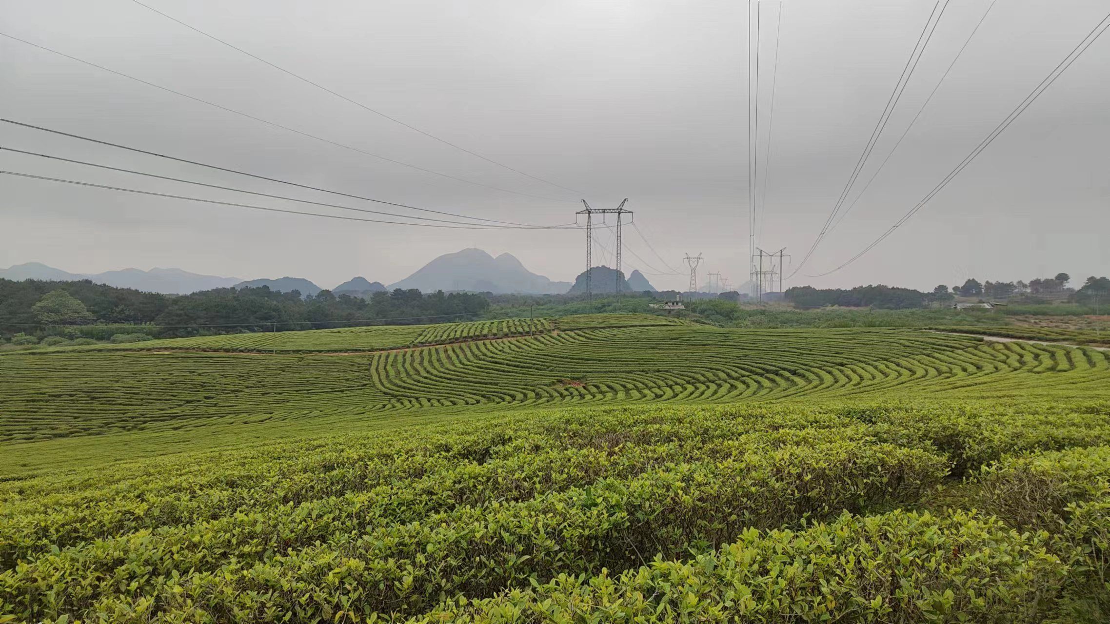 牛牯岭茶园旅行图片 1