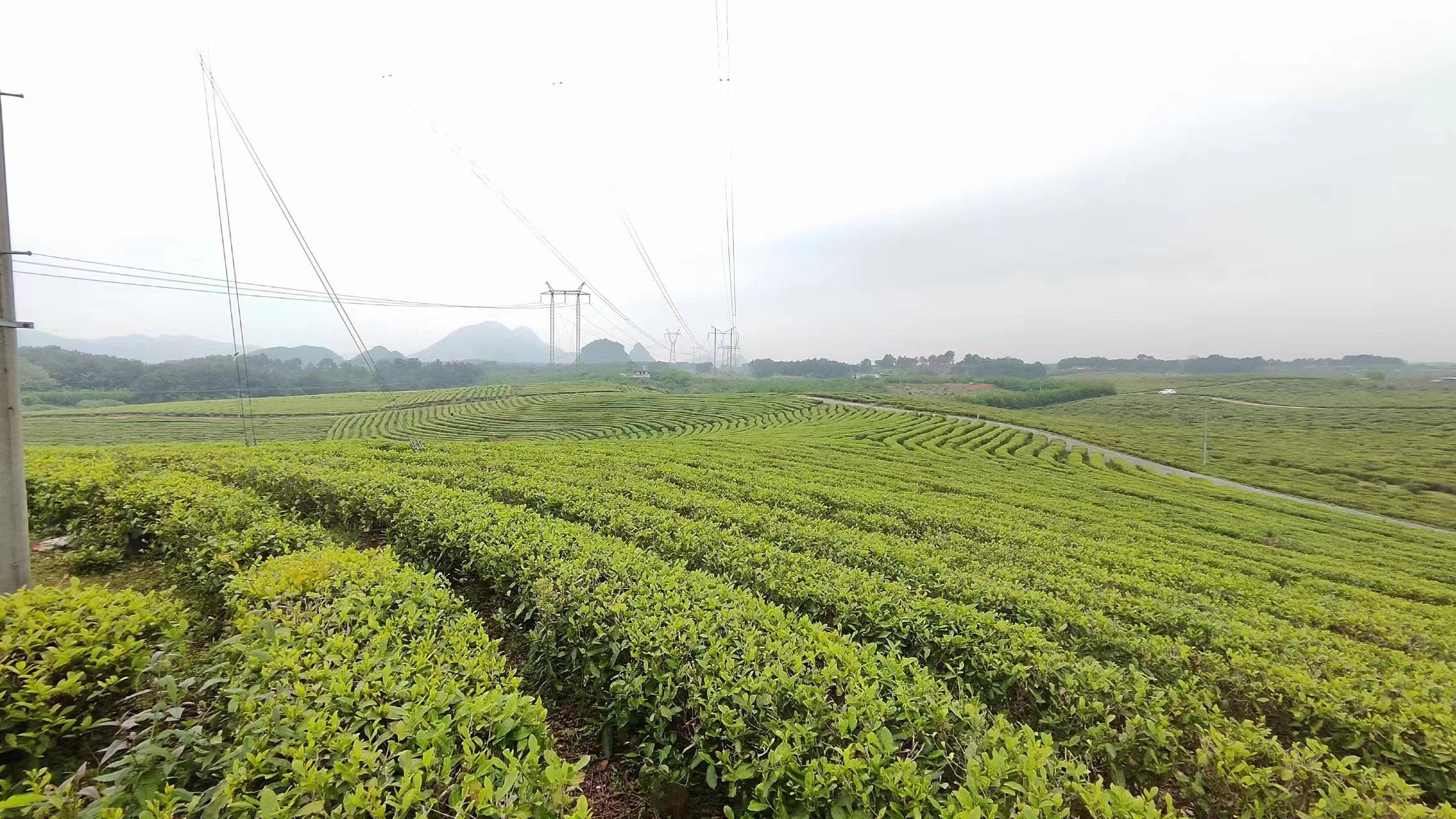 牛牯岭茶园旅行图片 3