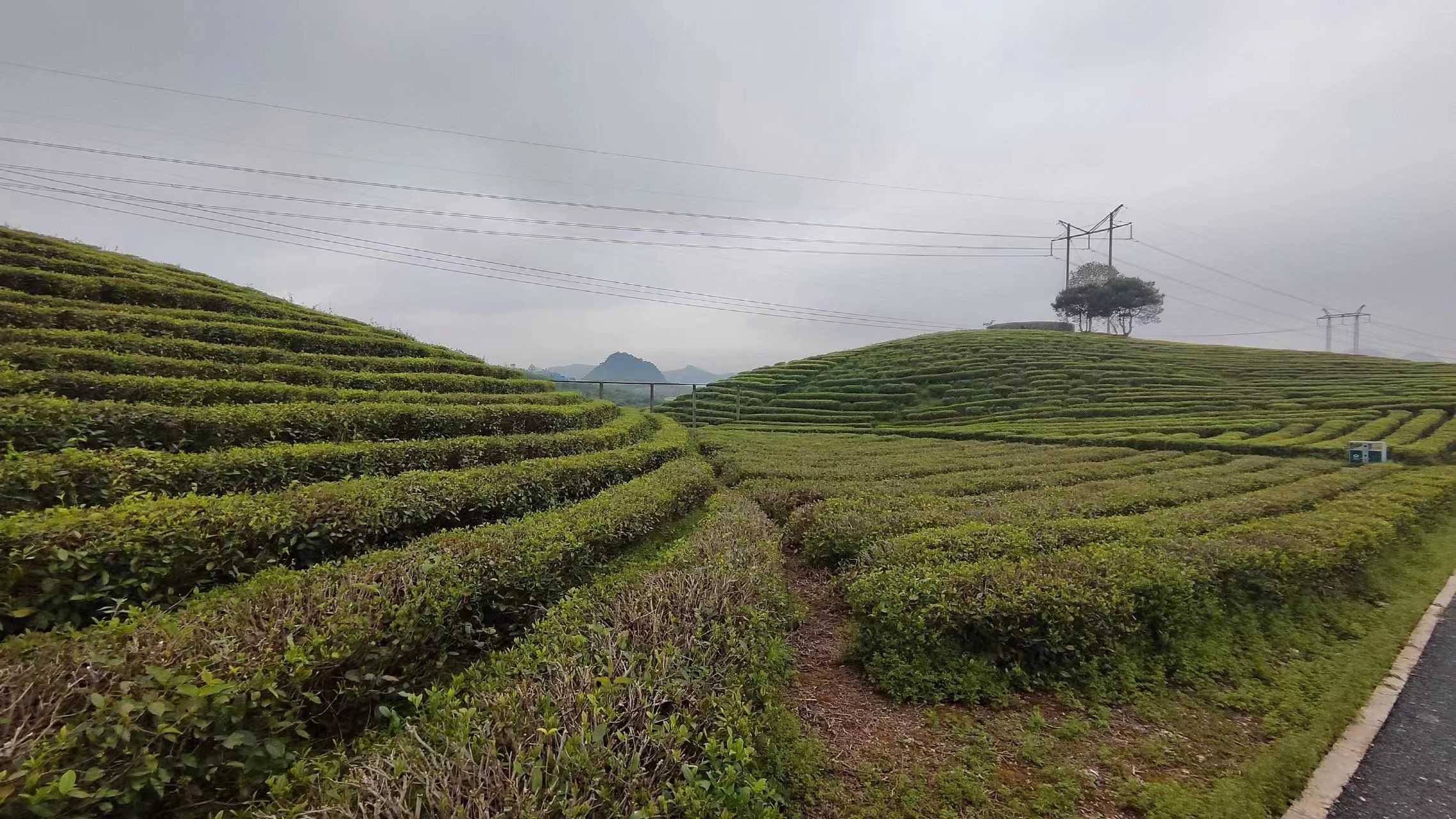 牛牯岭茶园旅行图片 2