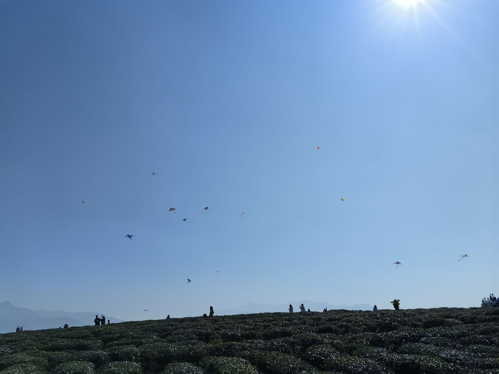 牛牯岭茶园旅行图片 3