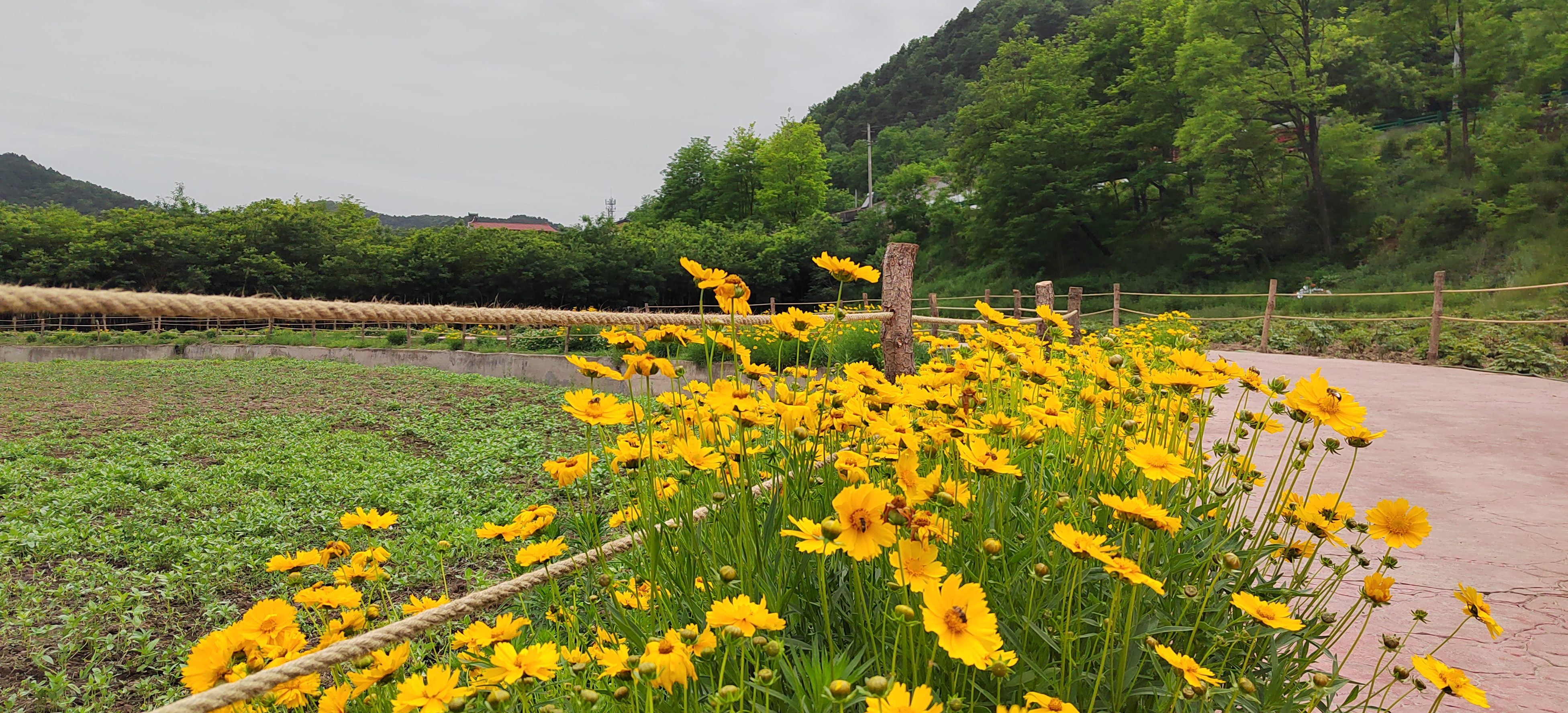黄陵薰衣草风情园
