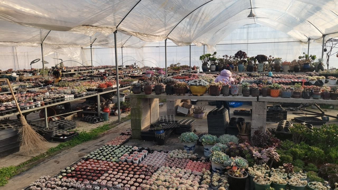 安妈多肉植物园旅行图片 1