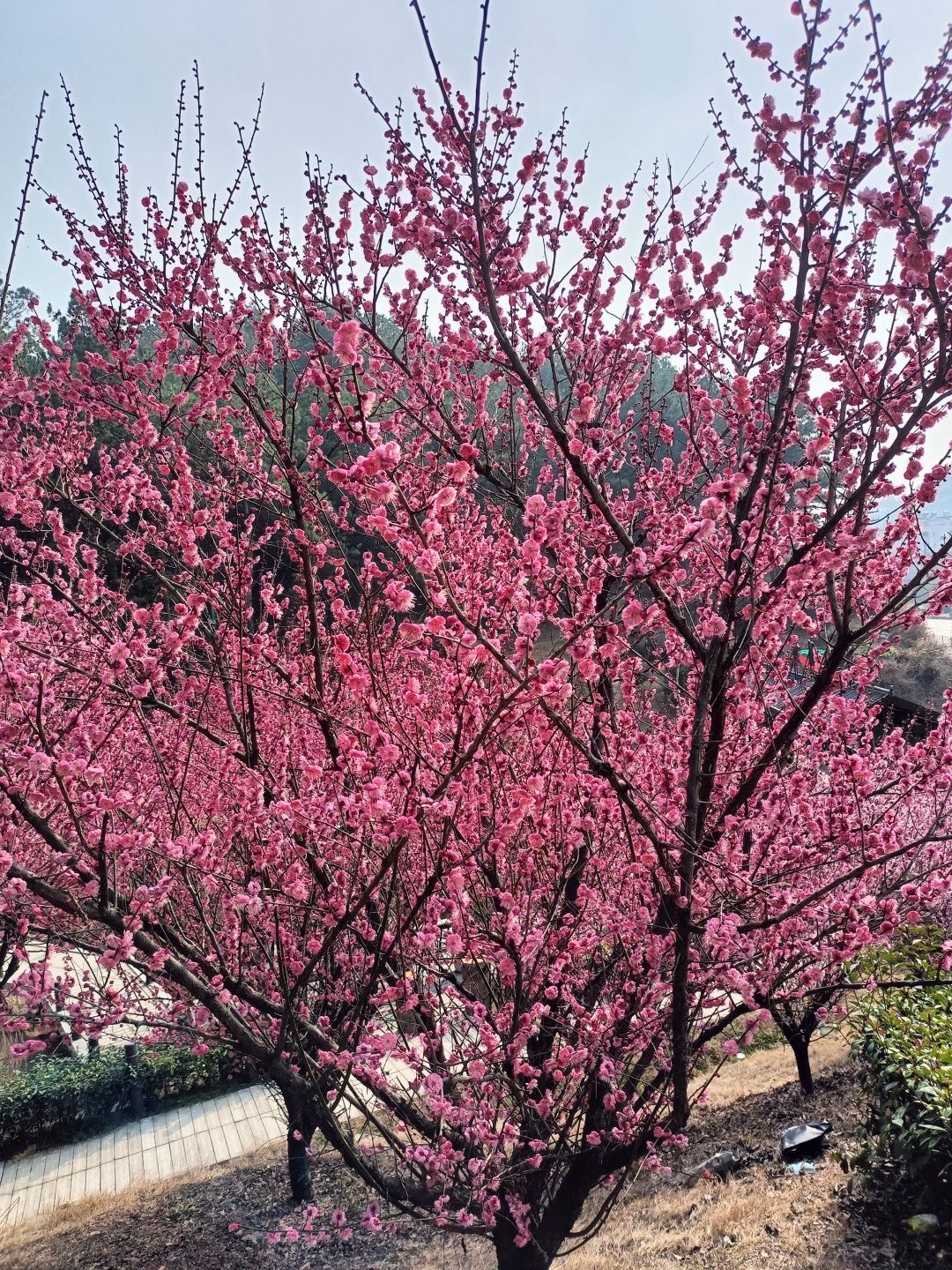 西山森林公园旅行图片 2
