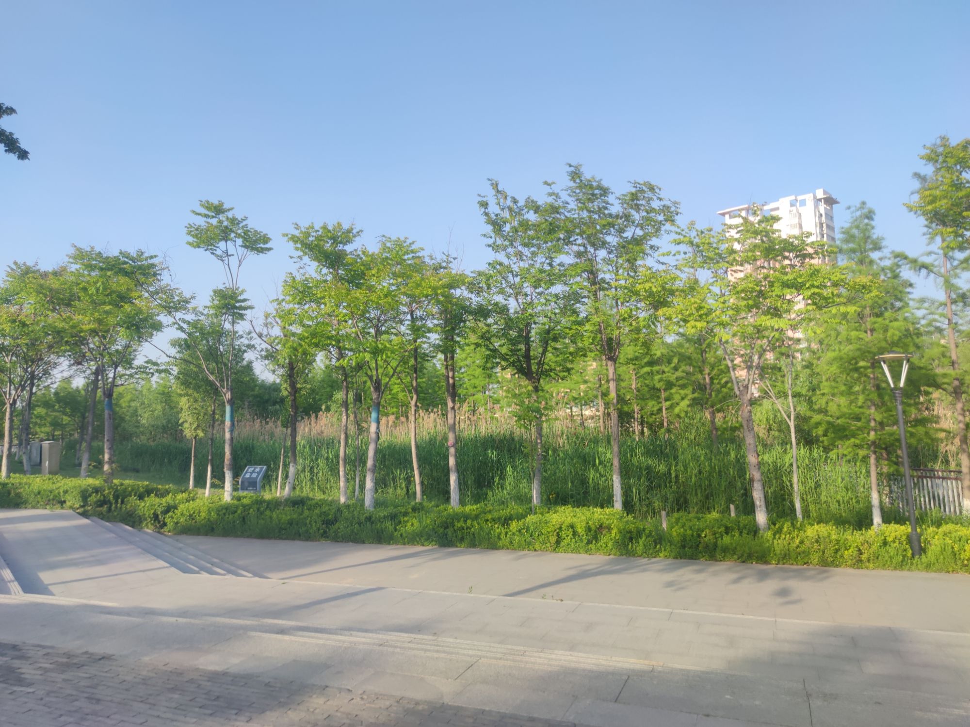 陵西湖湿地公园旅行图片 2