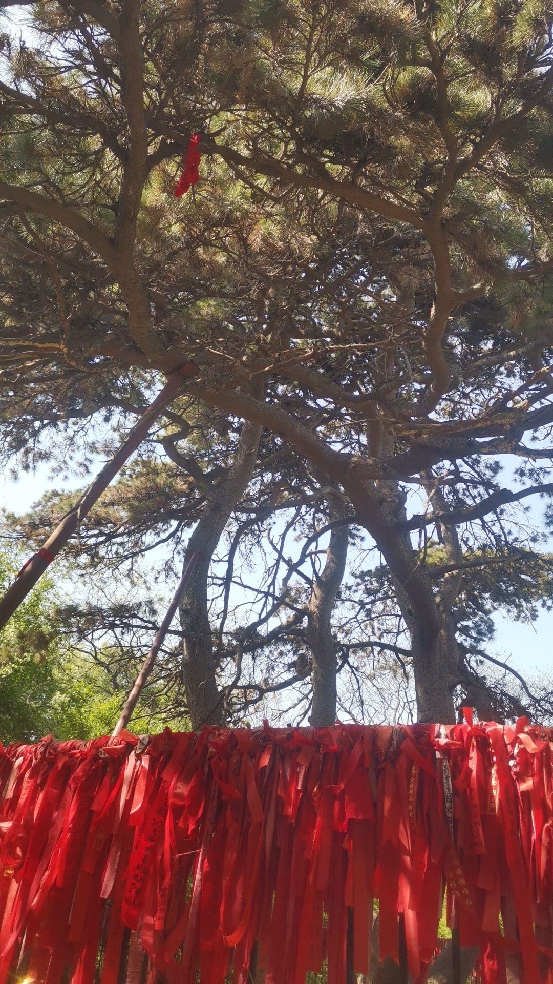 北陵公园-神树
