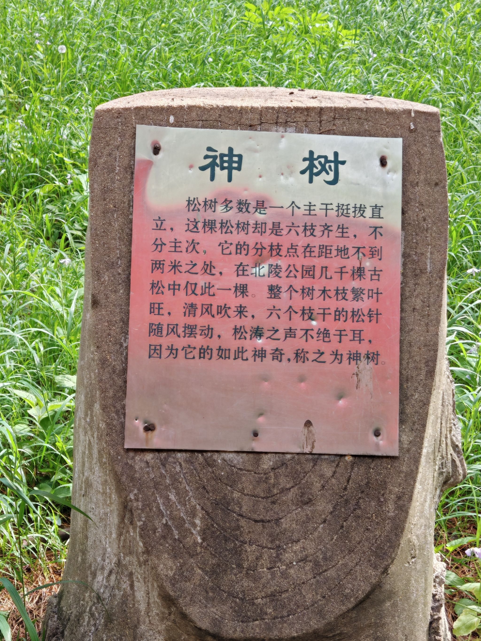 北陵公园-神树