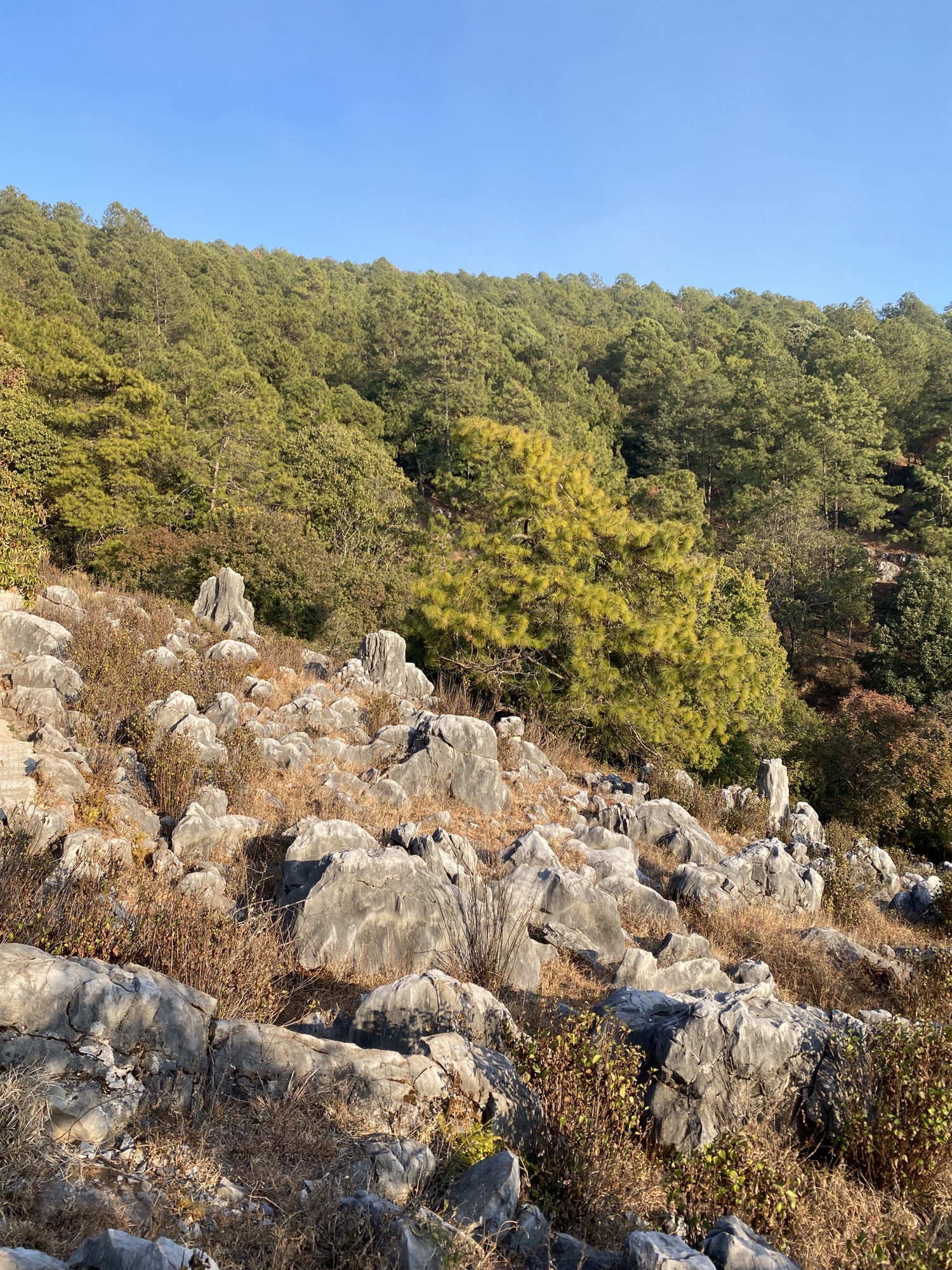 攀枝花大黑山森林公园小石林垭口旅行图片 2