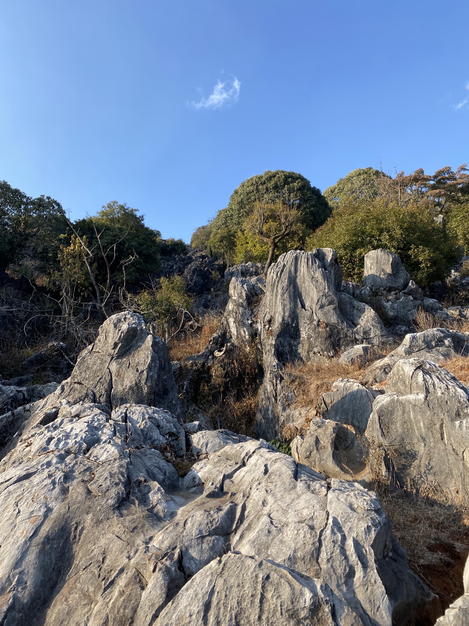 攀枝花大黑山森林公园小石林垭口旅行图片 1
