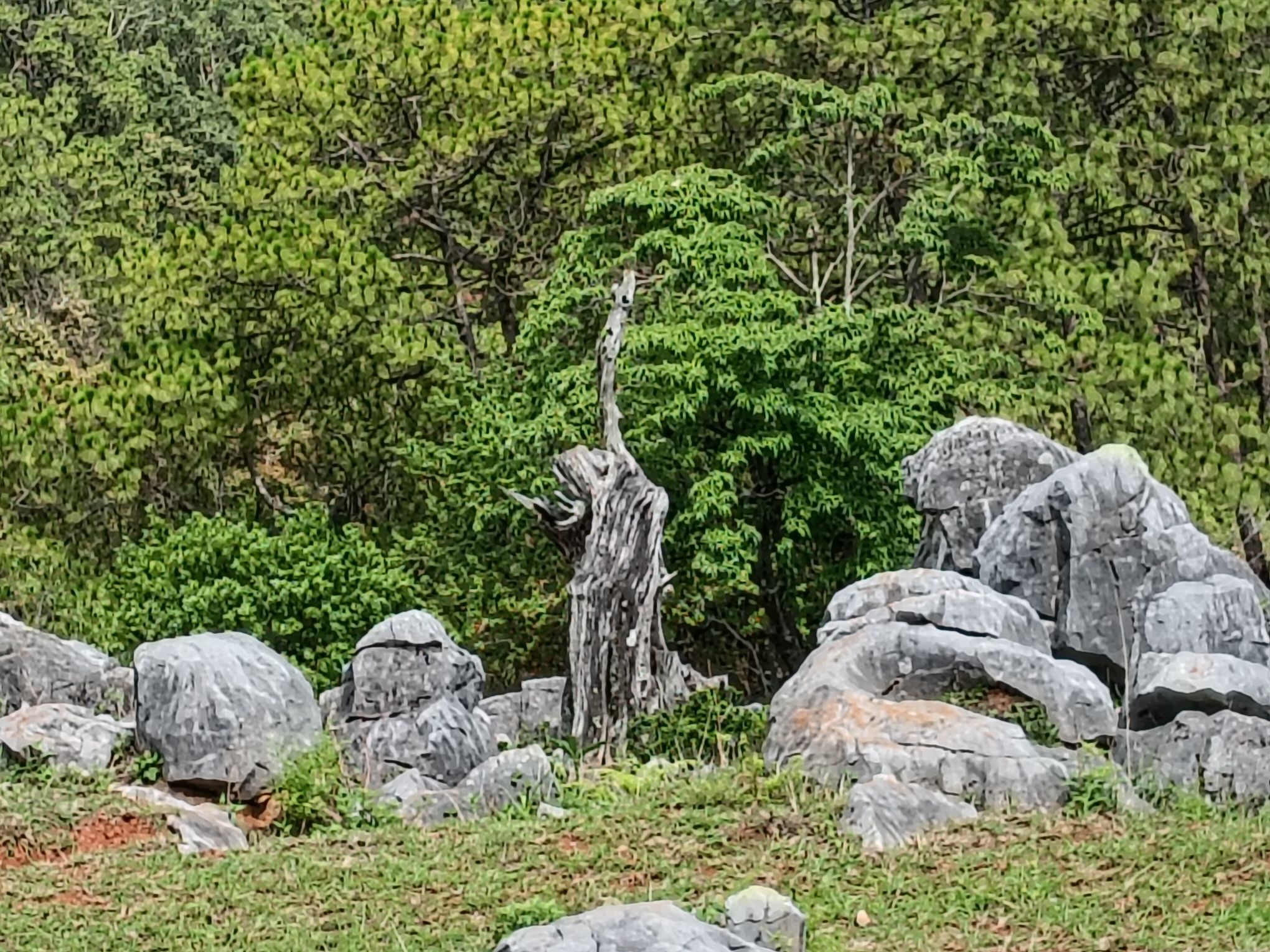 攀枝花大黑山森林公园小石林垭口旅行图片 3
