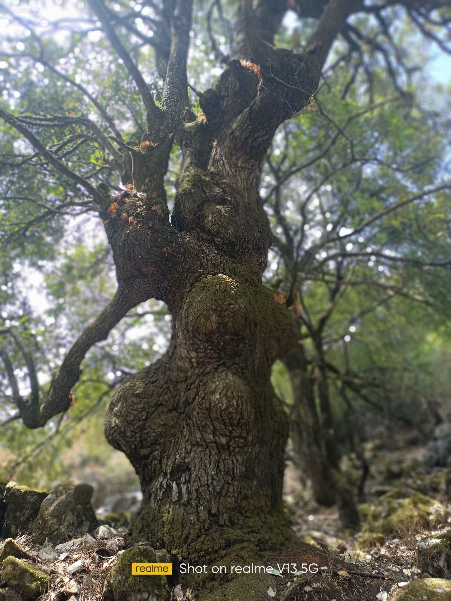 攀枝花大黑山森林公园小石林垭口旅行图片 2