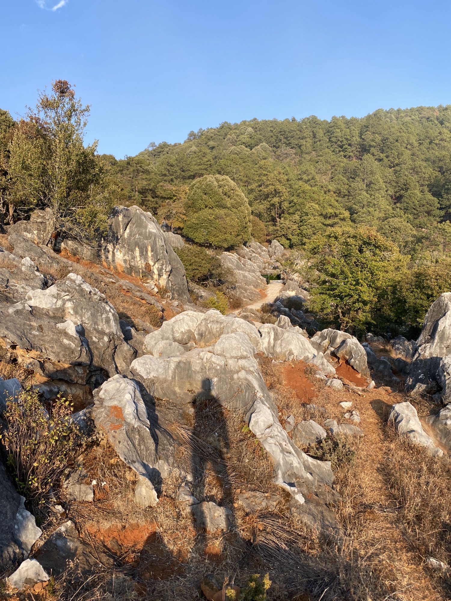 攀枝花大黑山森林公园小石林垭口旅行图片 3