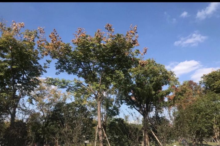 鸡鸣塘公园旅行图片 2