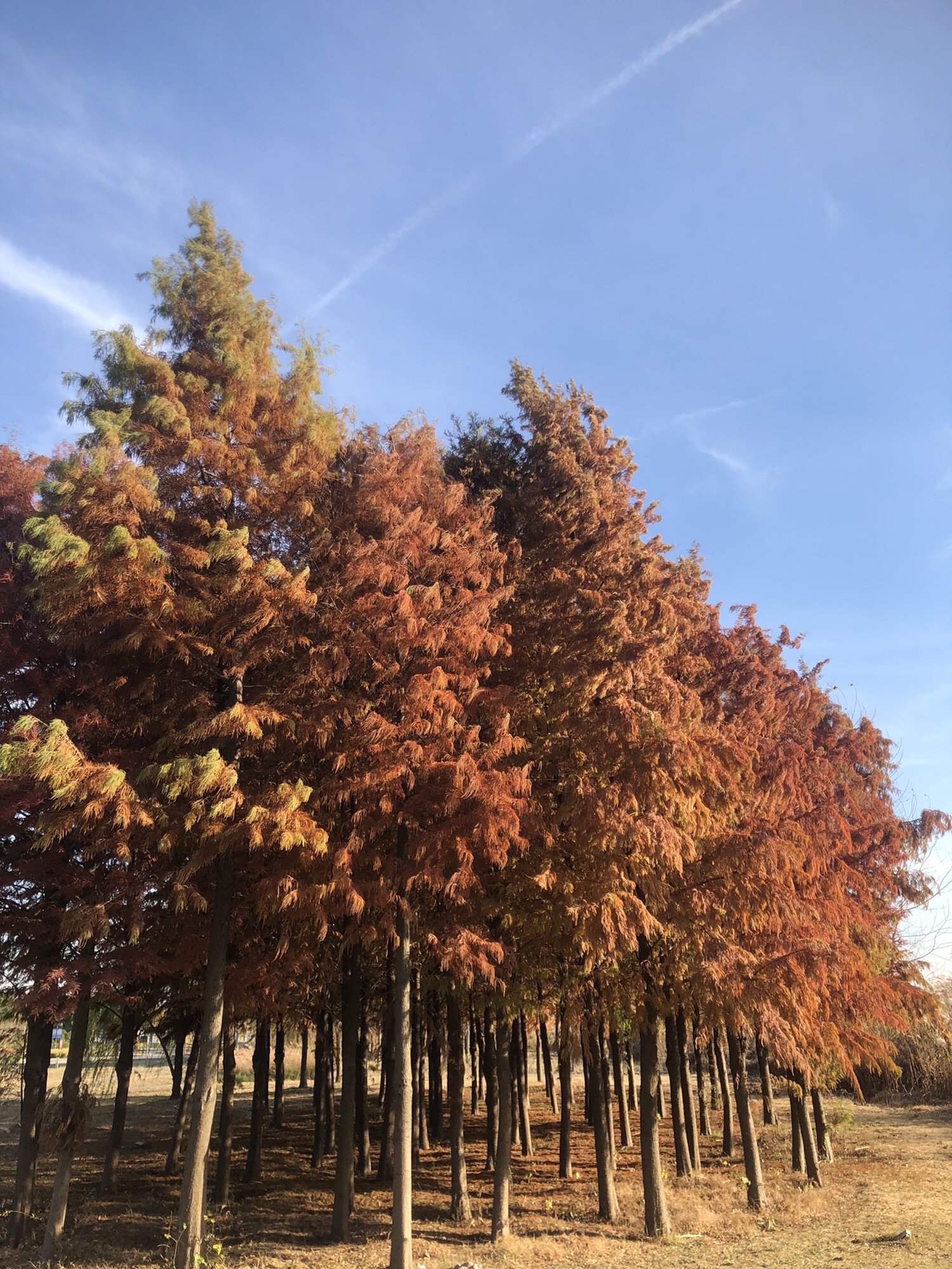 滨江公园旅行图片 3
