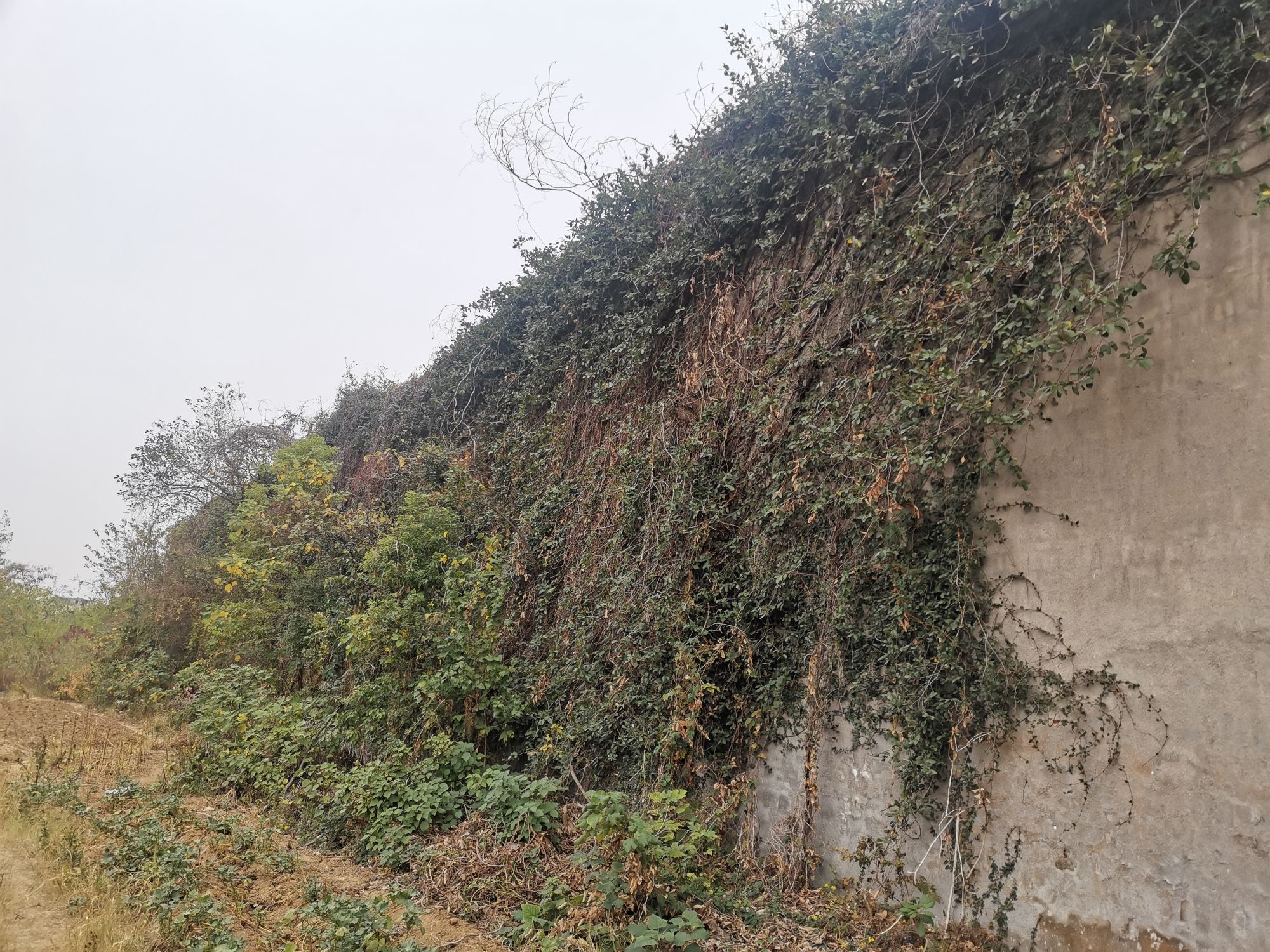 安庆北段古城墙旅行图片 1