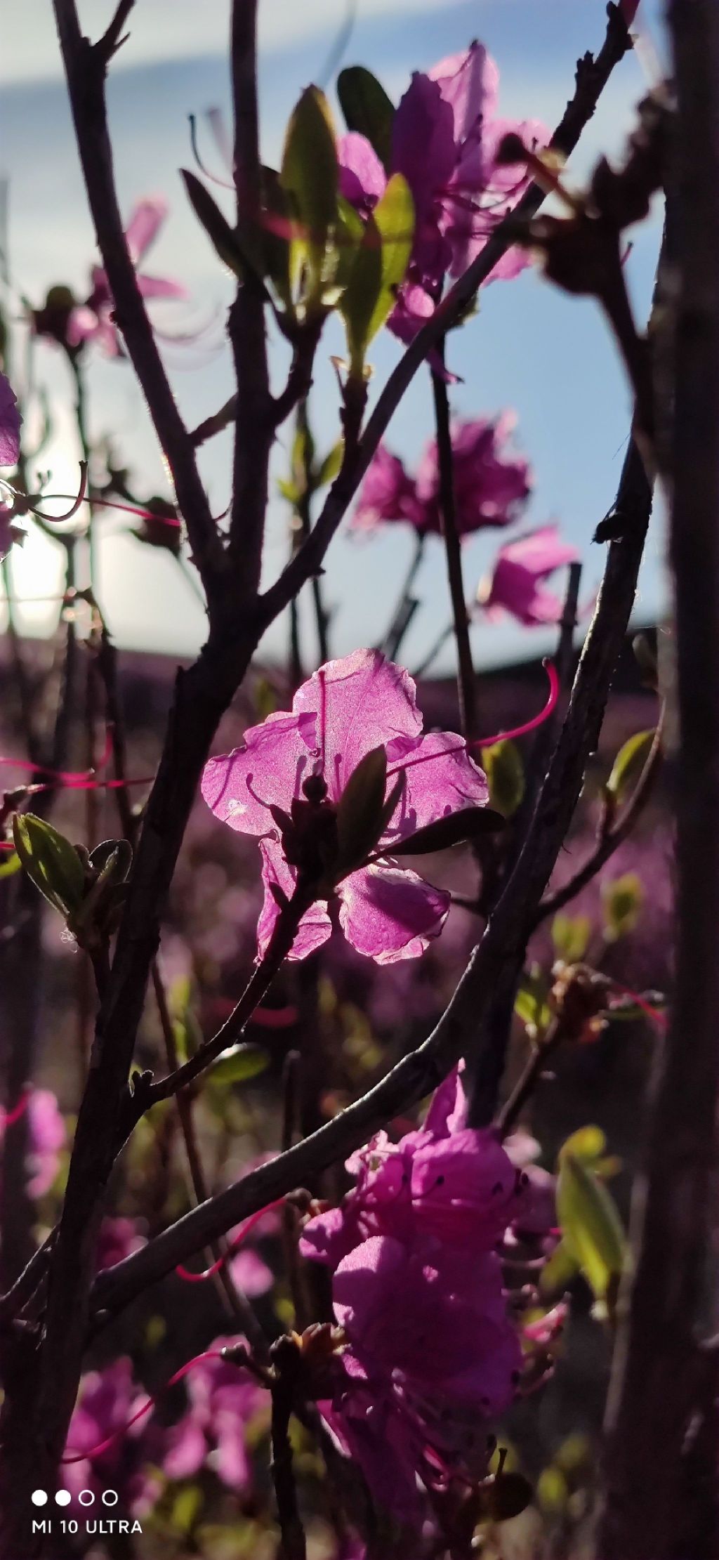 中和大架子山杜鹃坡旅行图片 1