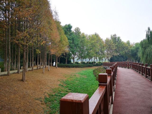 金银湖国家城市湿地公园-鸟岛旅行图片 2