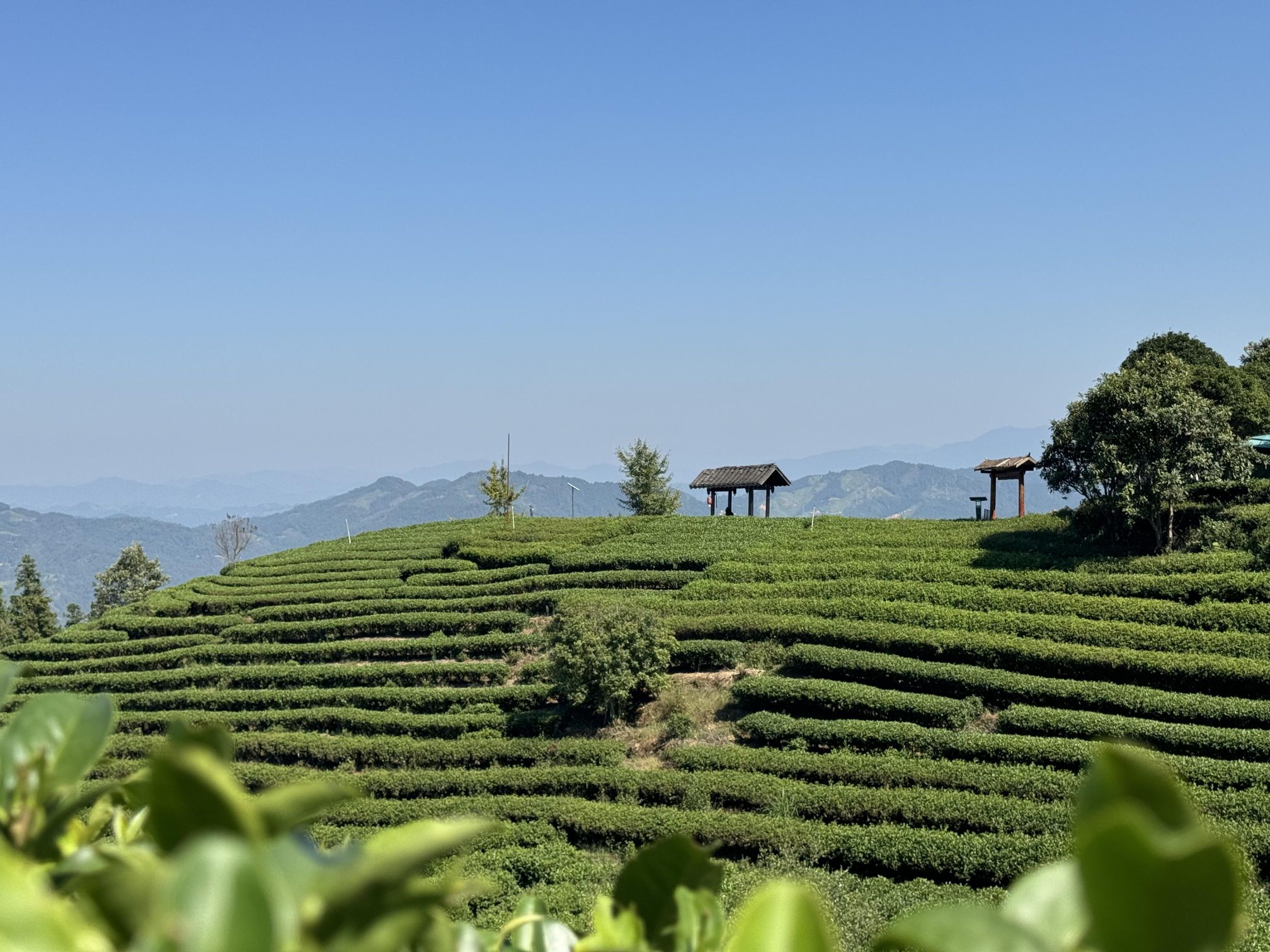布央茶山旅游区旅行图片 1
