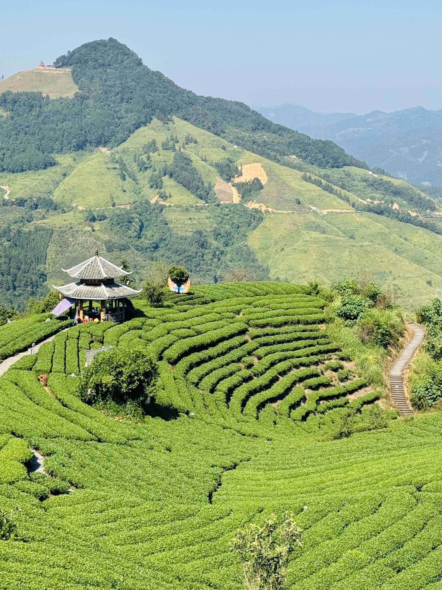 布央茶山旅游区旅行图片 3