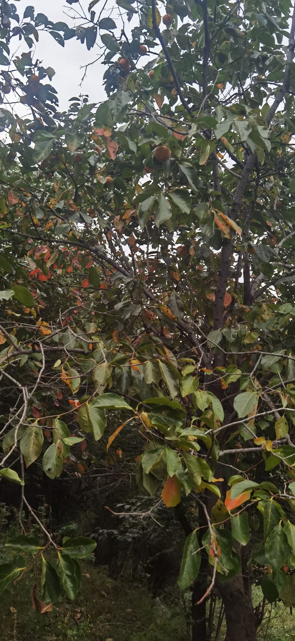 蝎子沟国家森林公园旅行图片 3