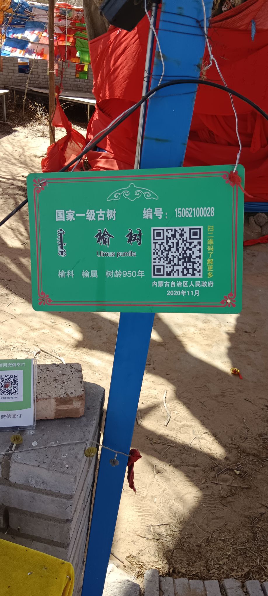 青达门古榆树旅行图片 3