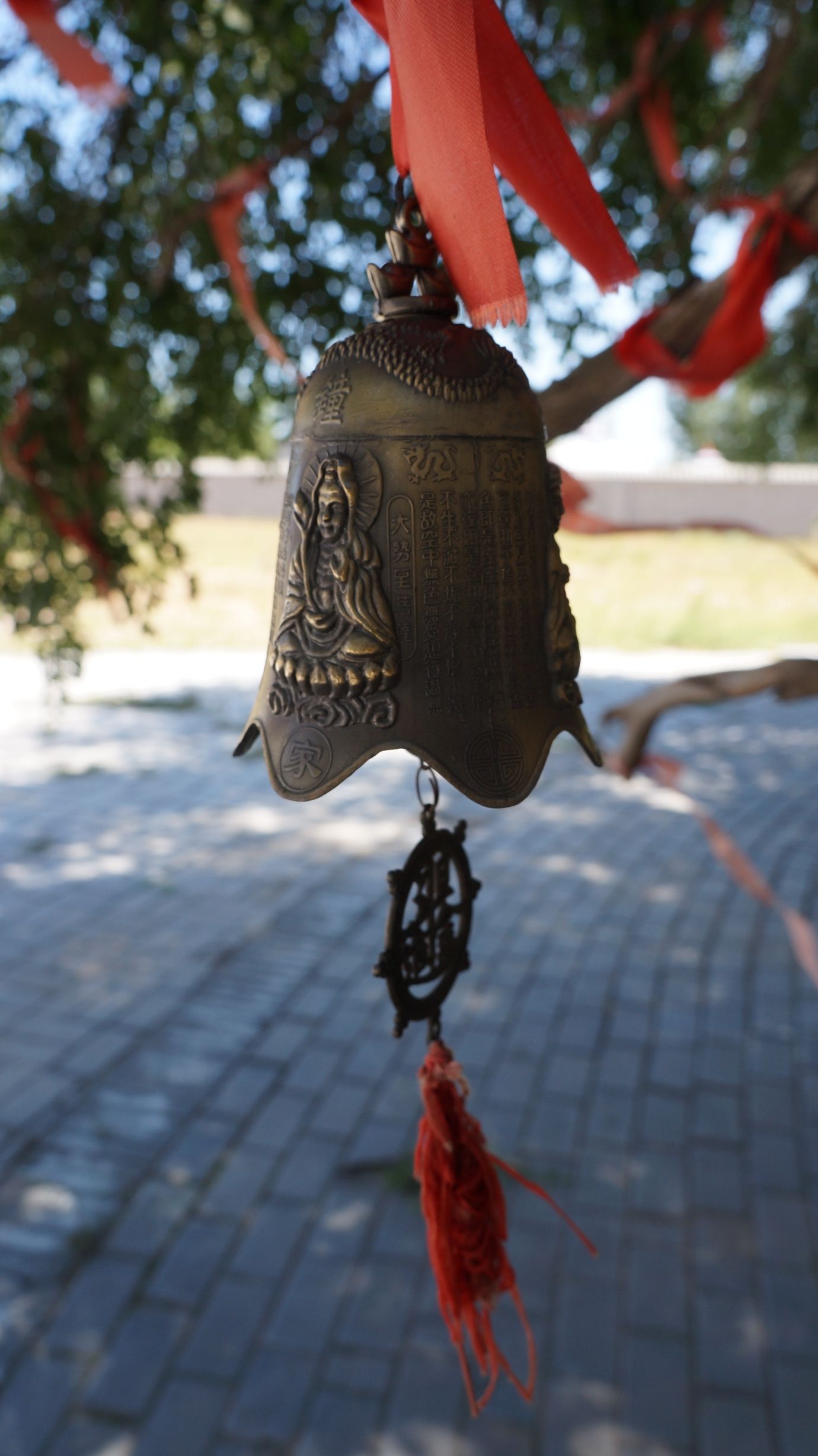 青达门古榆树旅行图片 1