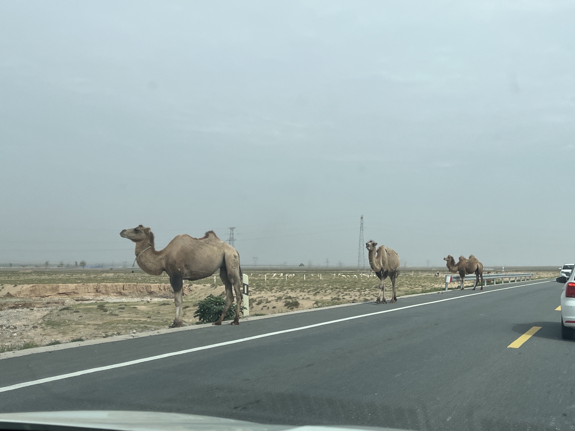 腾格里大漠鸣沙景区旅行图片 2