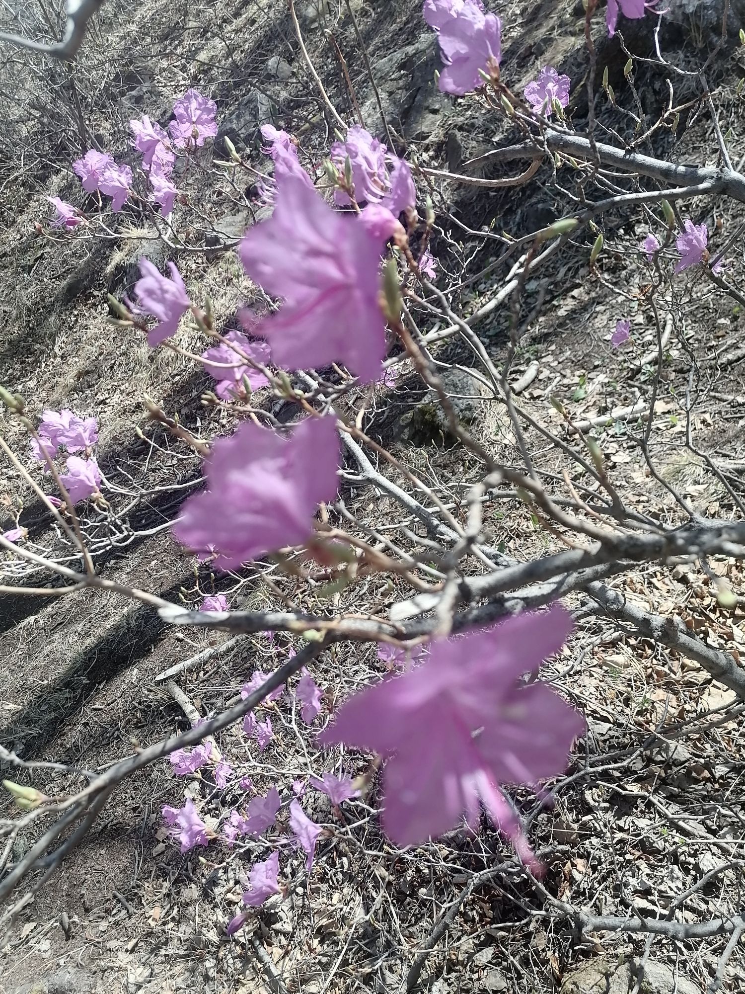 赤峰市翁牛特旗亿合公镇杜鹃花风景区旅行图片 1