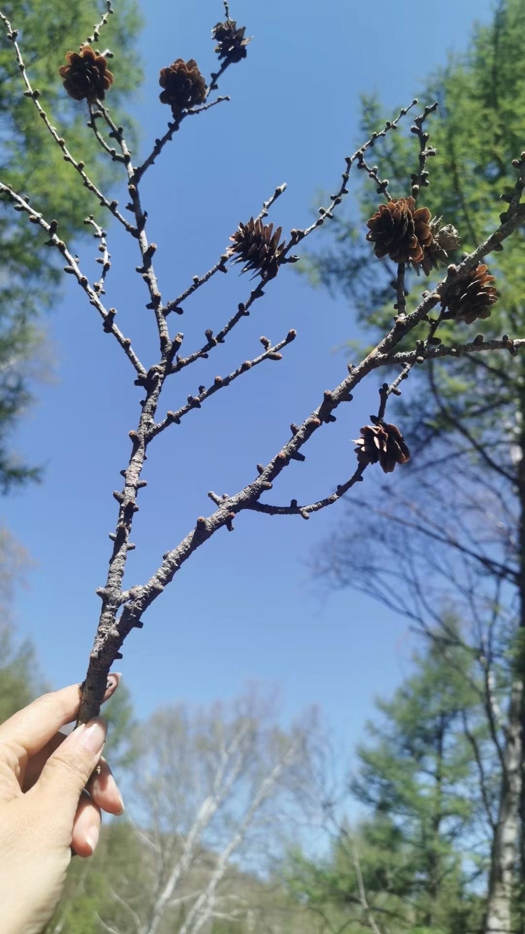 赤峰市翁牛特旗亿合公镇杜鹃花风景区旅行图片 2