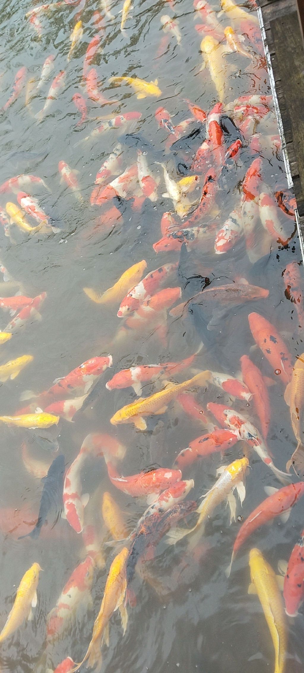 南溪之玉生态公园旅行图片 1
