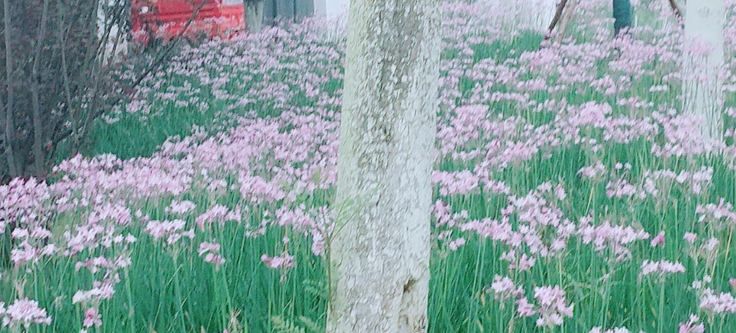 南溪之玉生态公园旅行图片 3