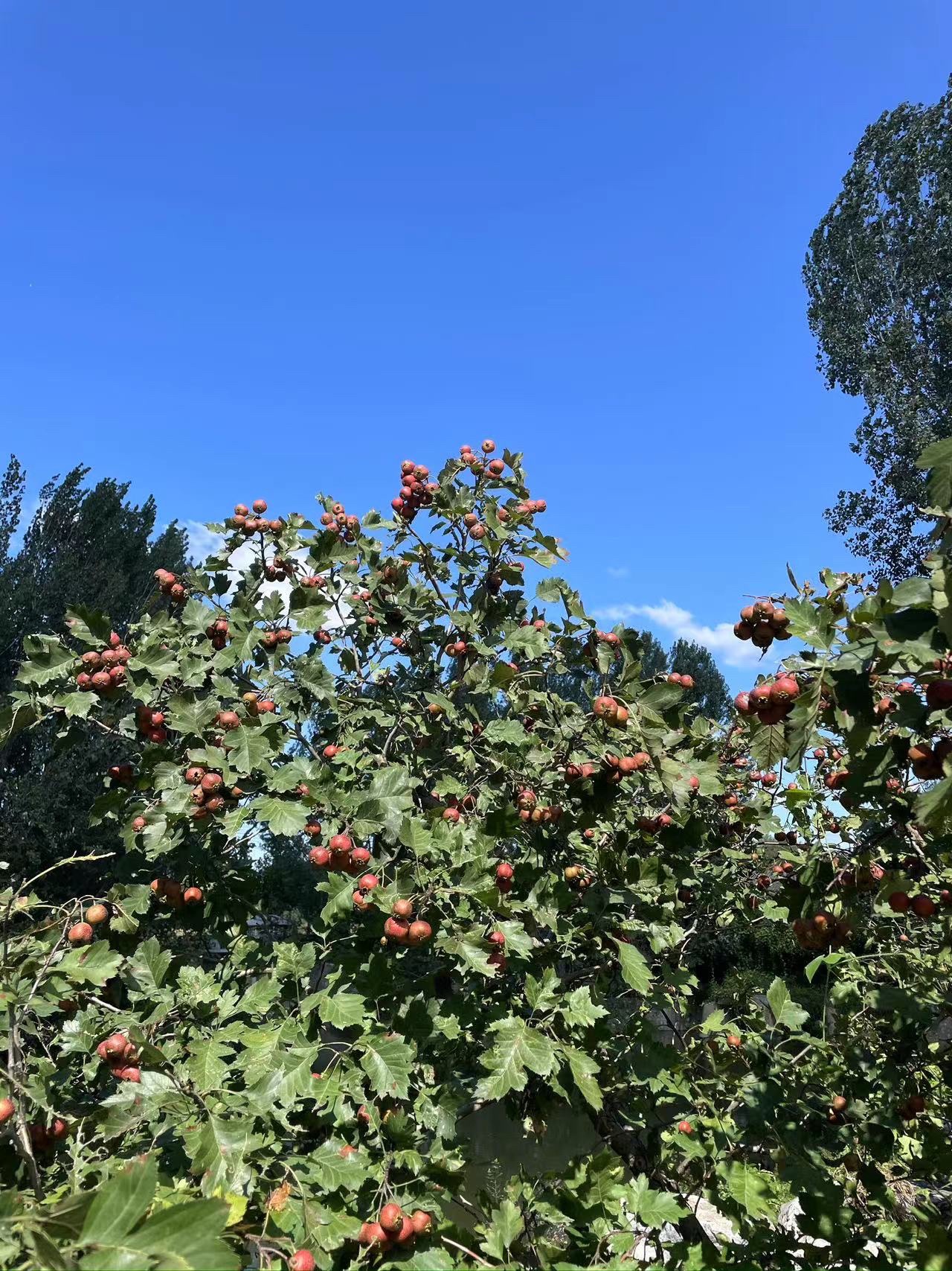 北湖湿地公园旅行图片 2
