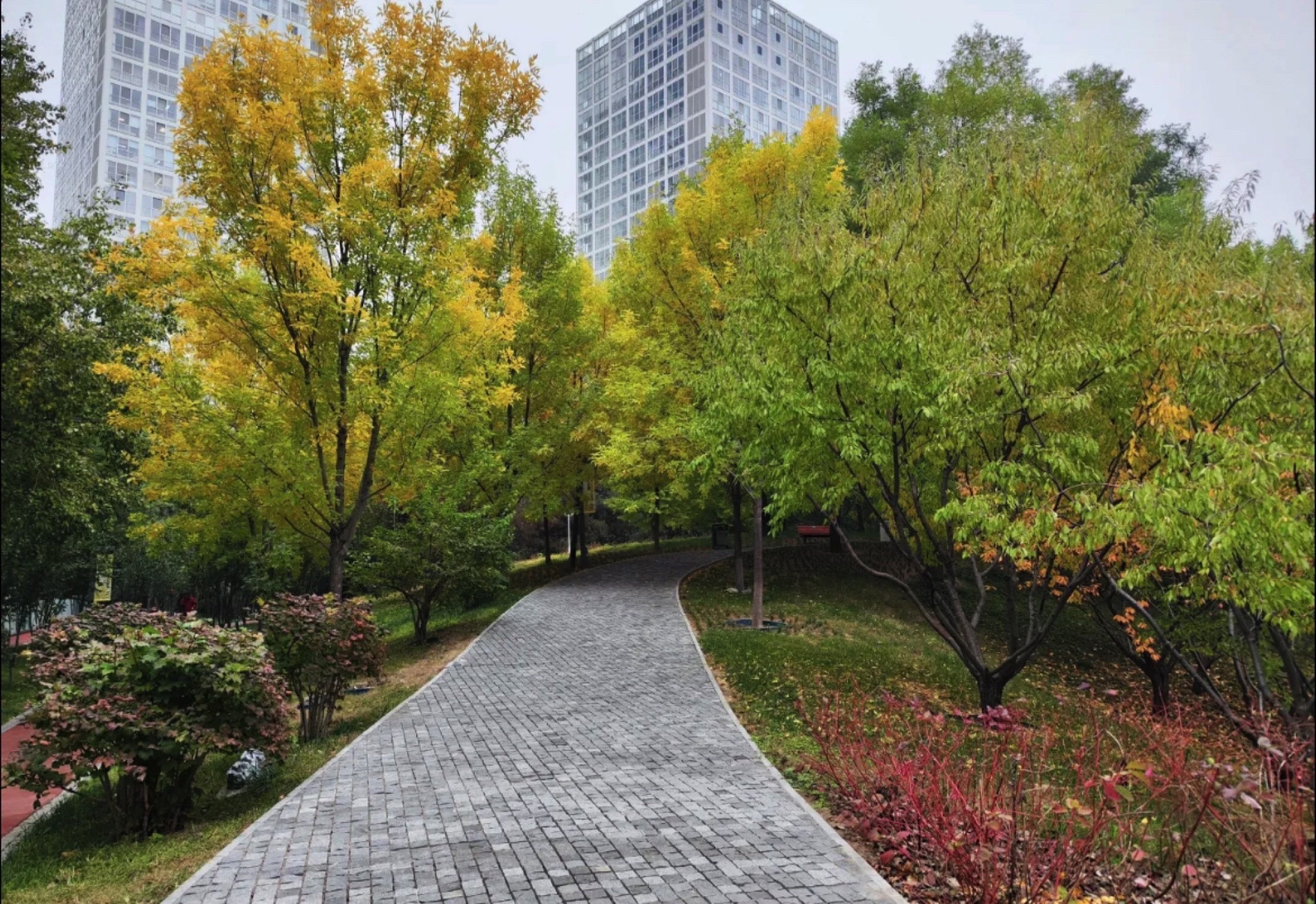 CBD森林公园旅行图片 1