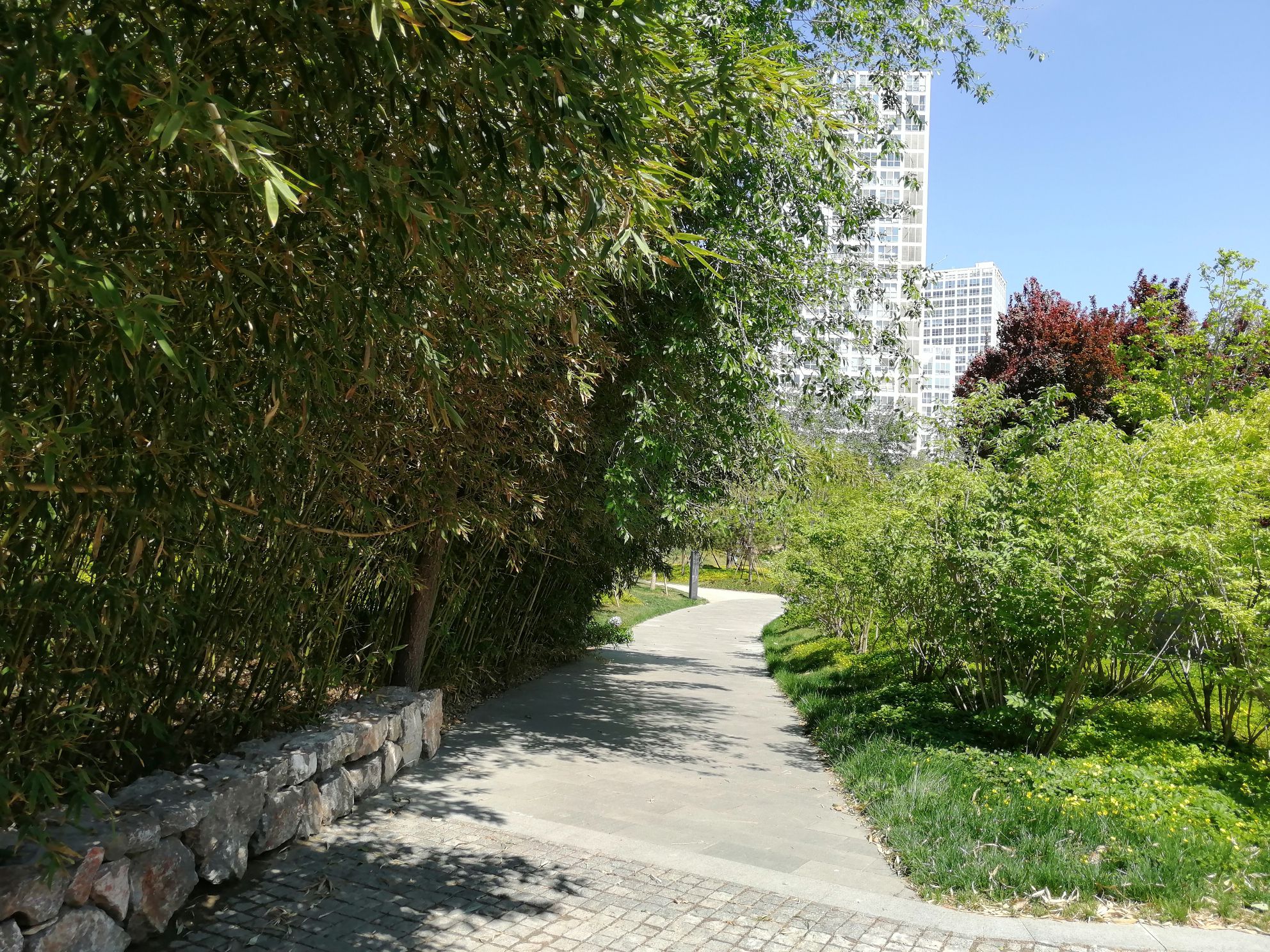 CBD森林公园旅行图片 1
