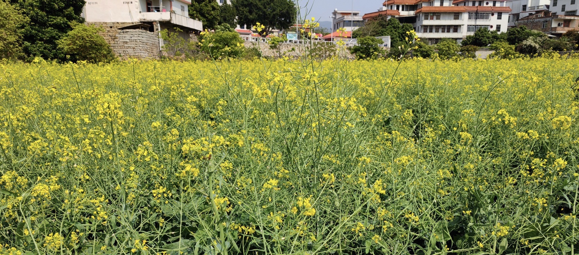 初心公园旅行图片 2