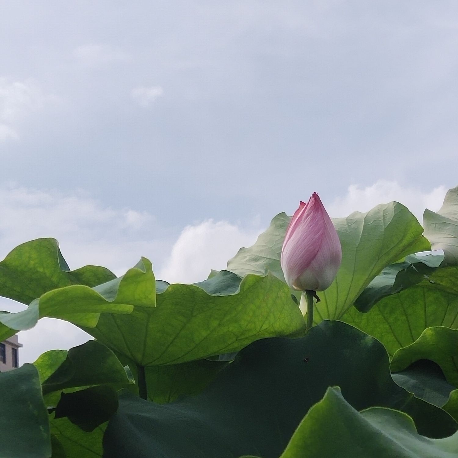 初心公园旅行图片 3
