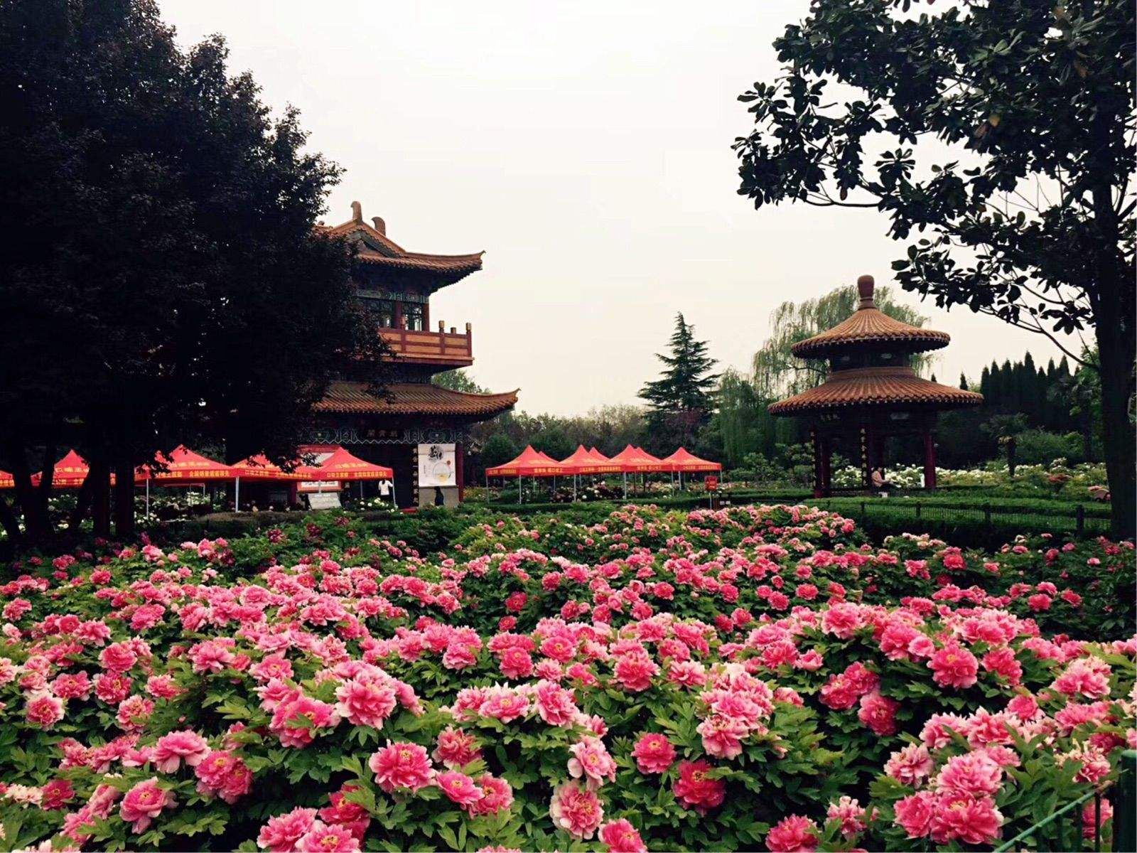 国花路游园旅行图片 1