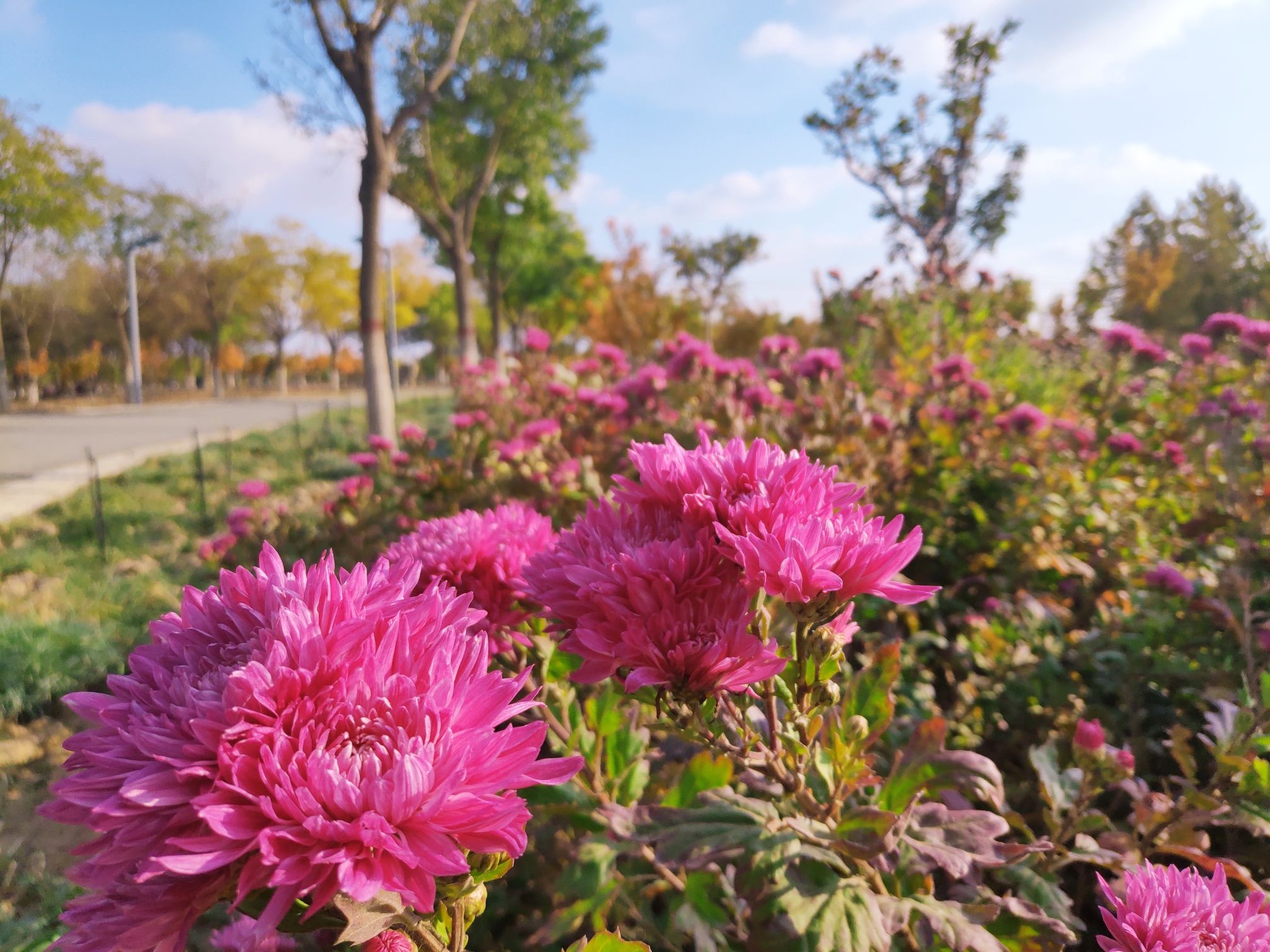 银西花海休闲旅游公园