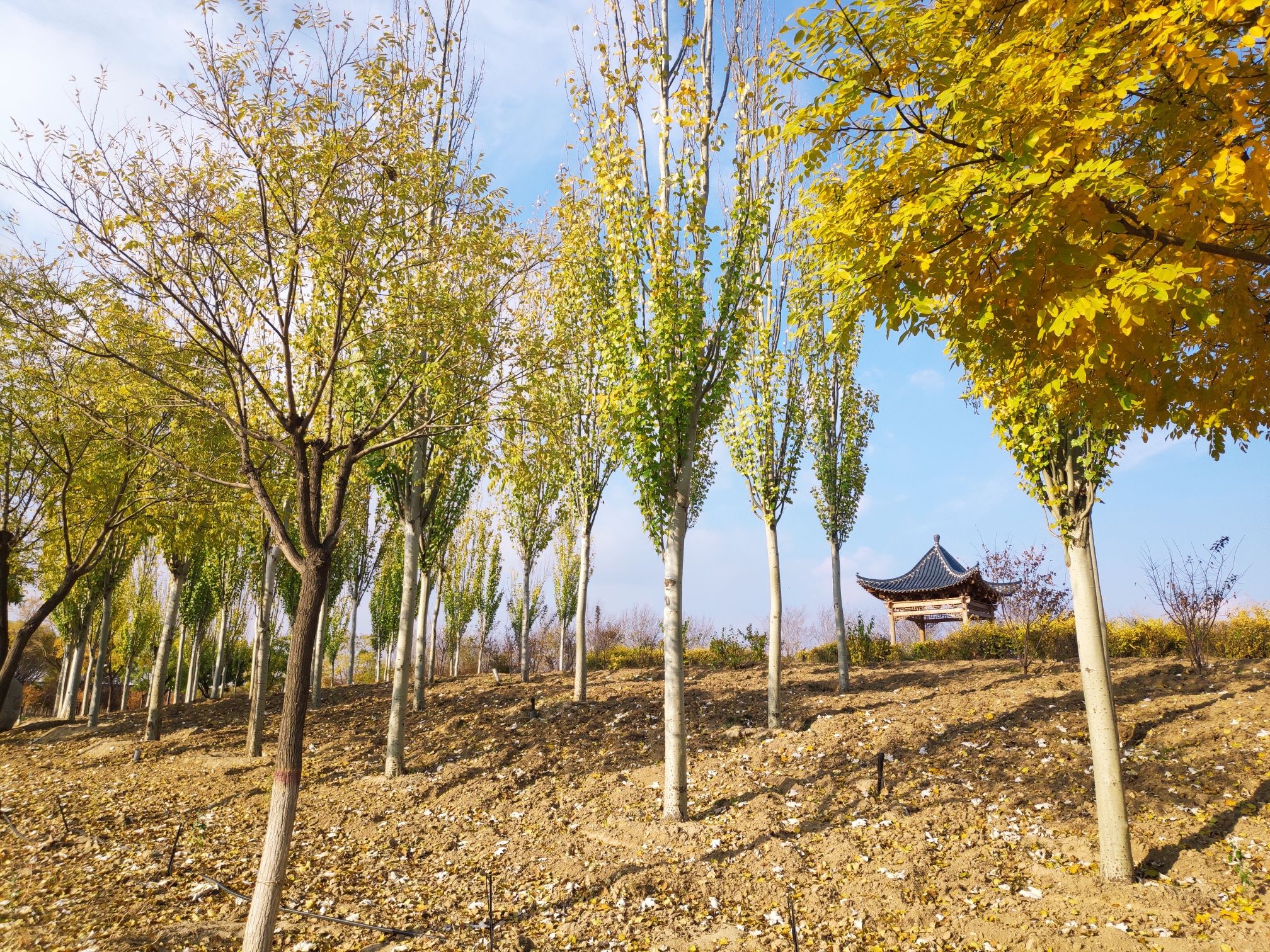 银西花海休闲旅游公园