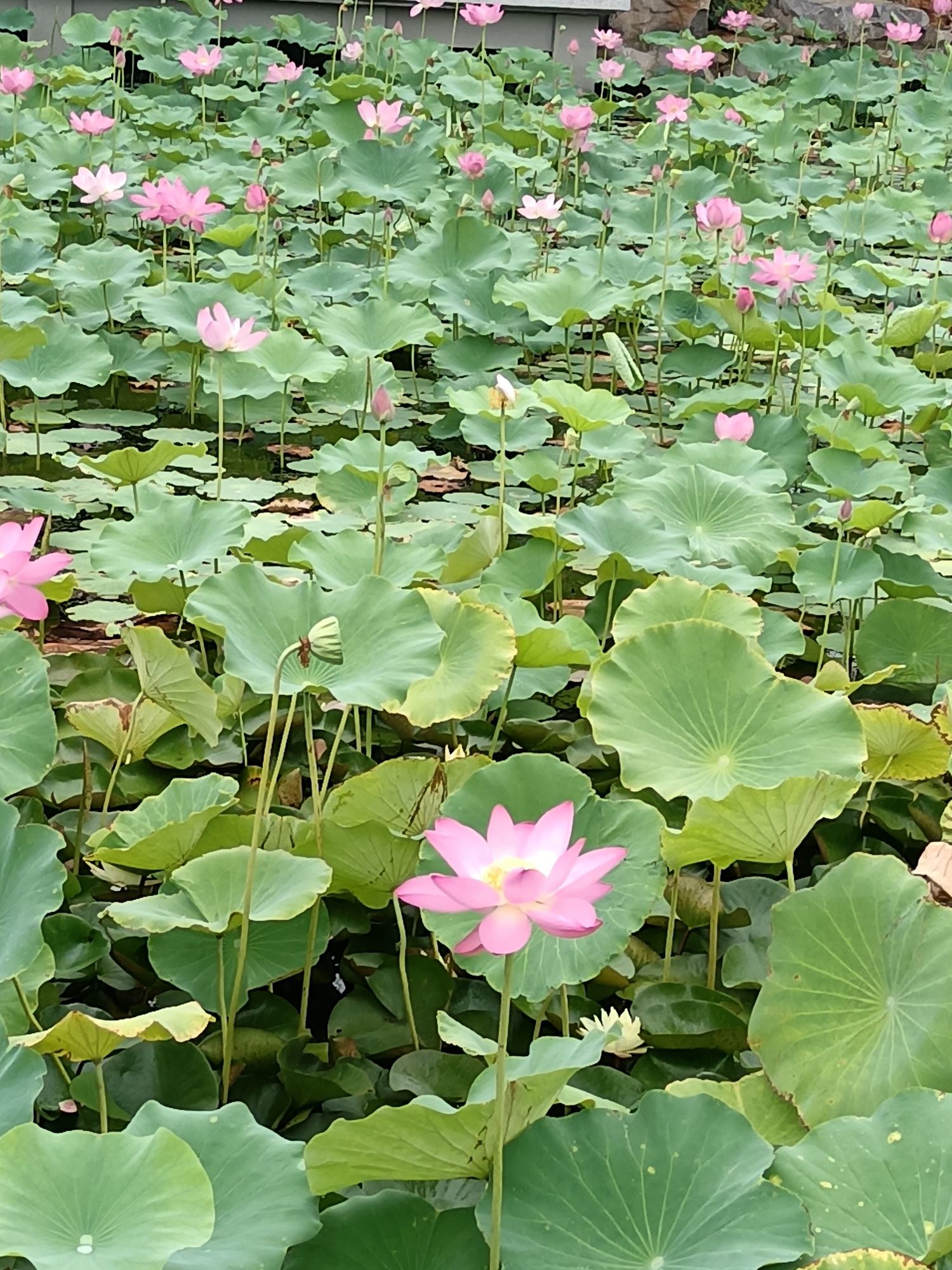 浣溪园旅行图片 3