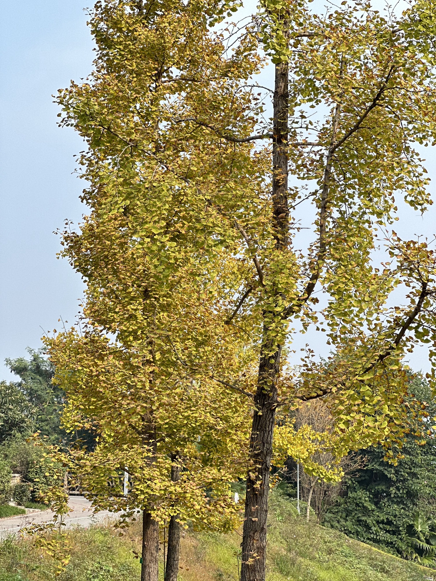 思缘公园旅行图片 2
