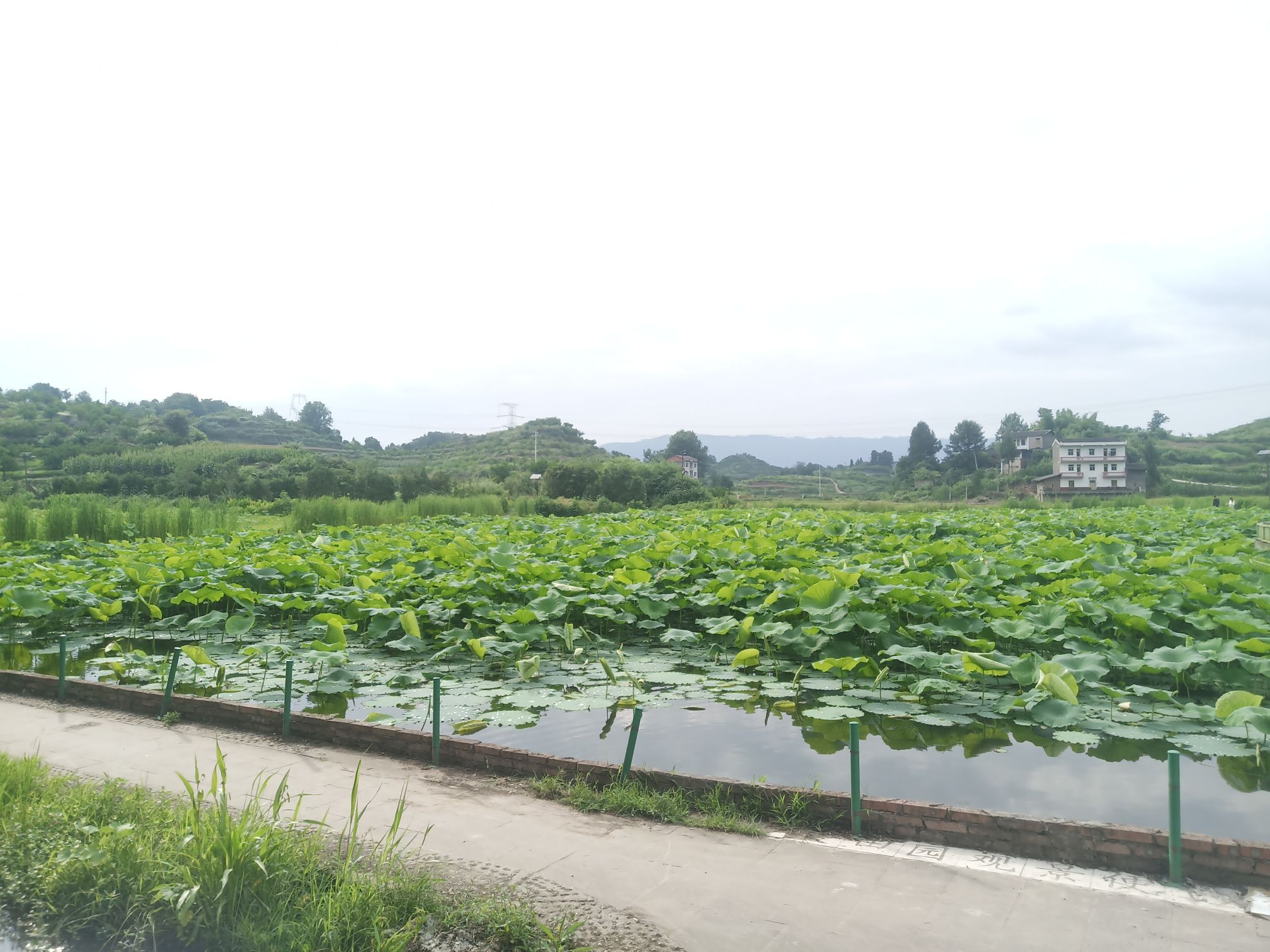 忠县橘乡荷海旅行图片 1