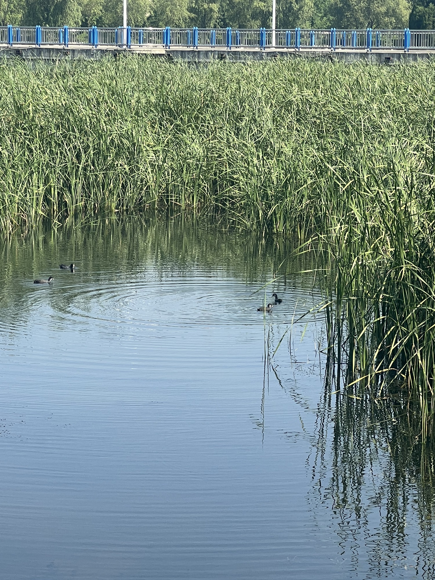 孝义河湿地公园旅行图片 2