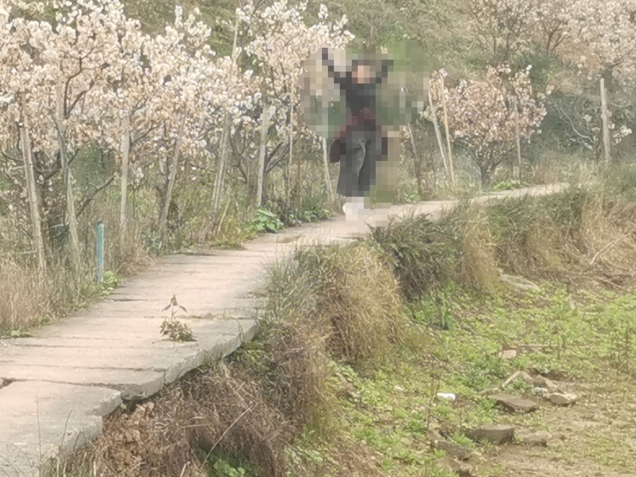云雾山樱桃谷樱花广场旅行图片 2